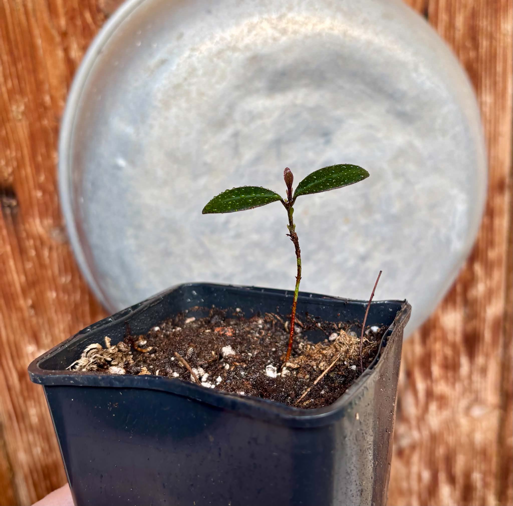 Eugenia sp Pindoca - 1 potted seedling / 1 getopfter Sämling