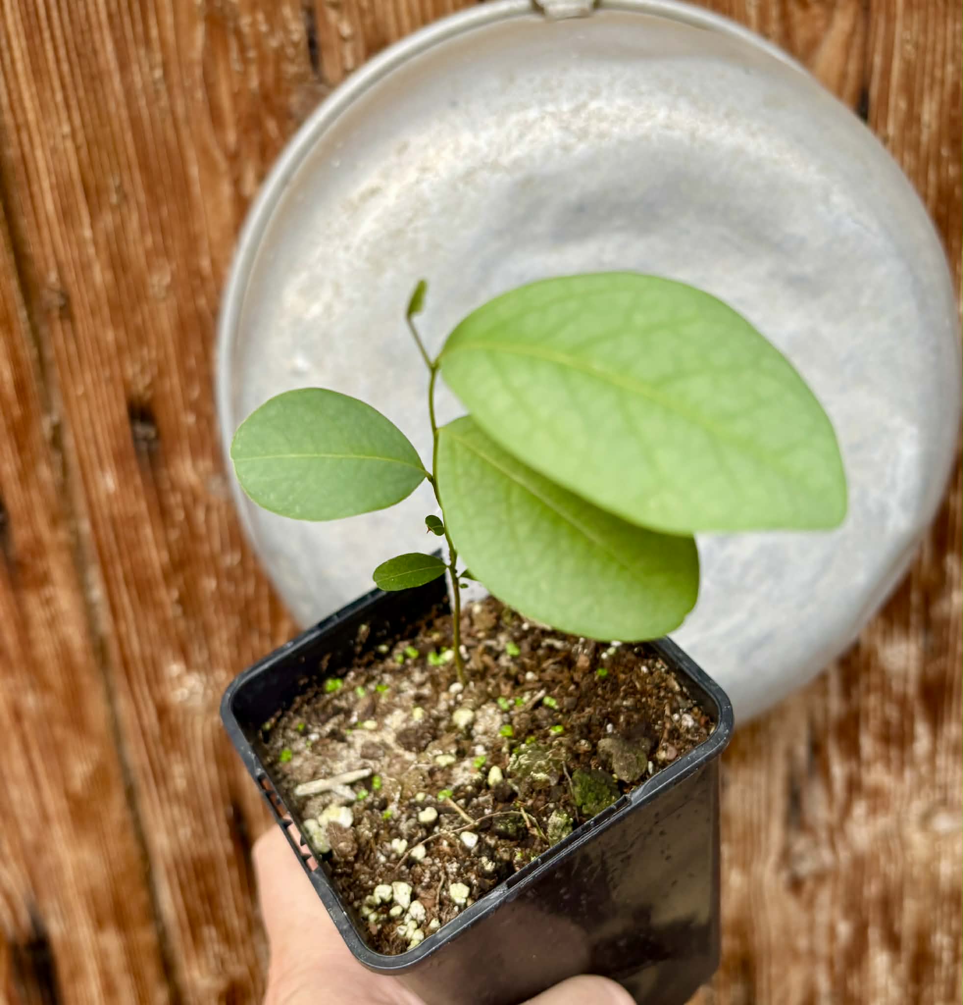 Annona cornifolia - Araticum de Raposa  - 1 potted plant / 1 getopfte Pflanze