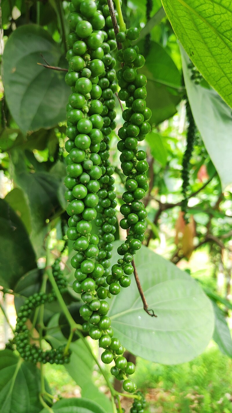 Sarawak Pepper  (Piper nigrum) - 1 potted plant / 1 getopfte Pflanze