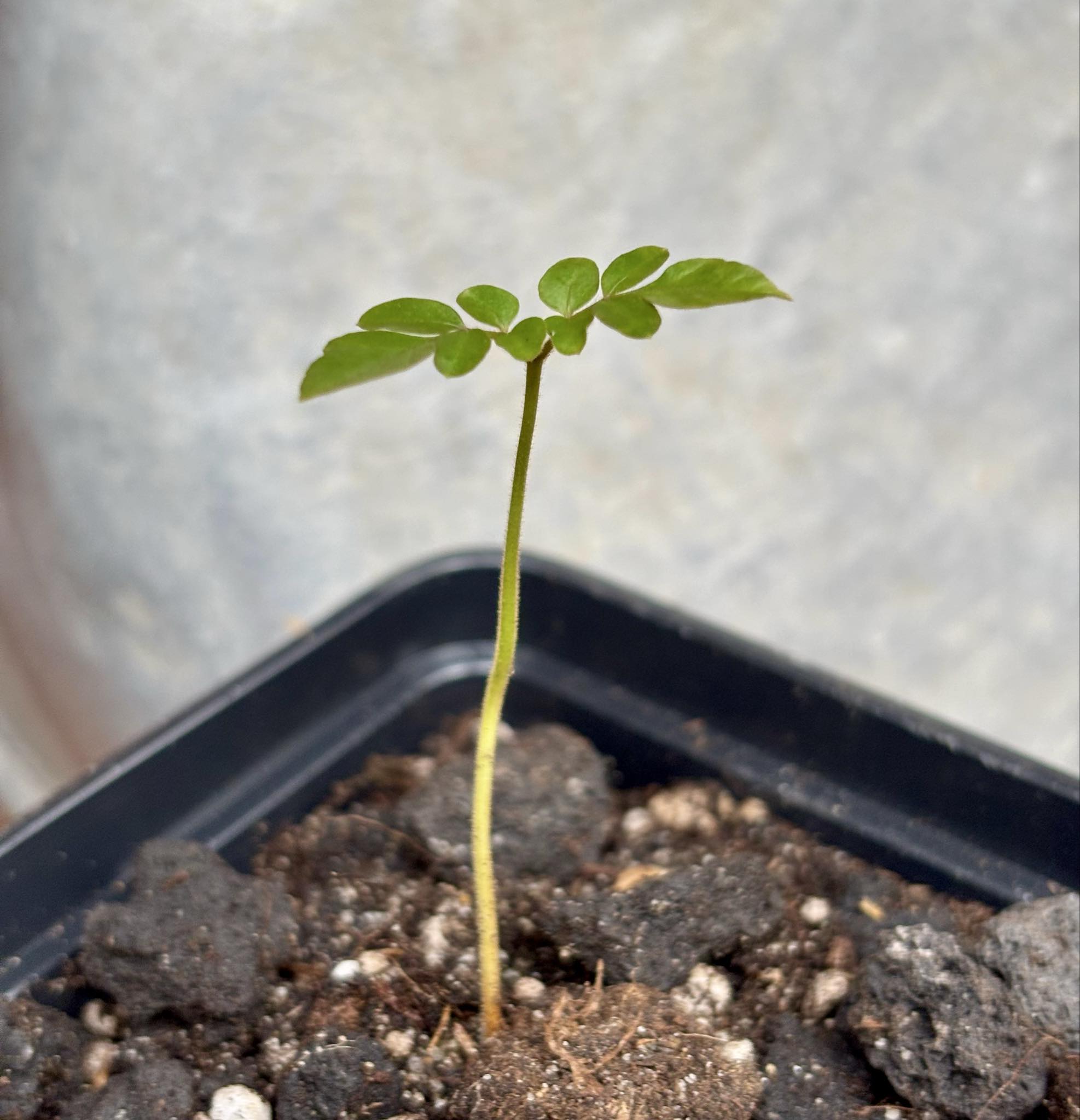 Guaraná-Samambaia (Paullinia rhomboidea) - 1 potted seedling / 1 getopfter Sämling Guaraná-Samambaia (Paullinia rhomboidea) - 1 potted seedling / 1 getopfter Sämling