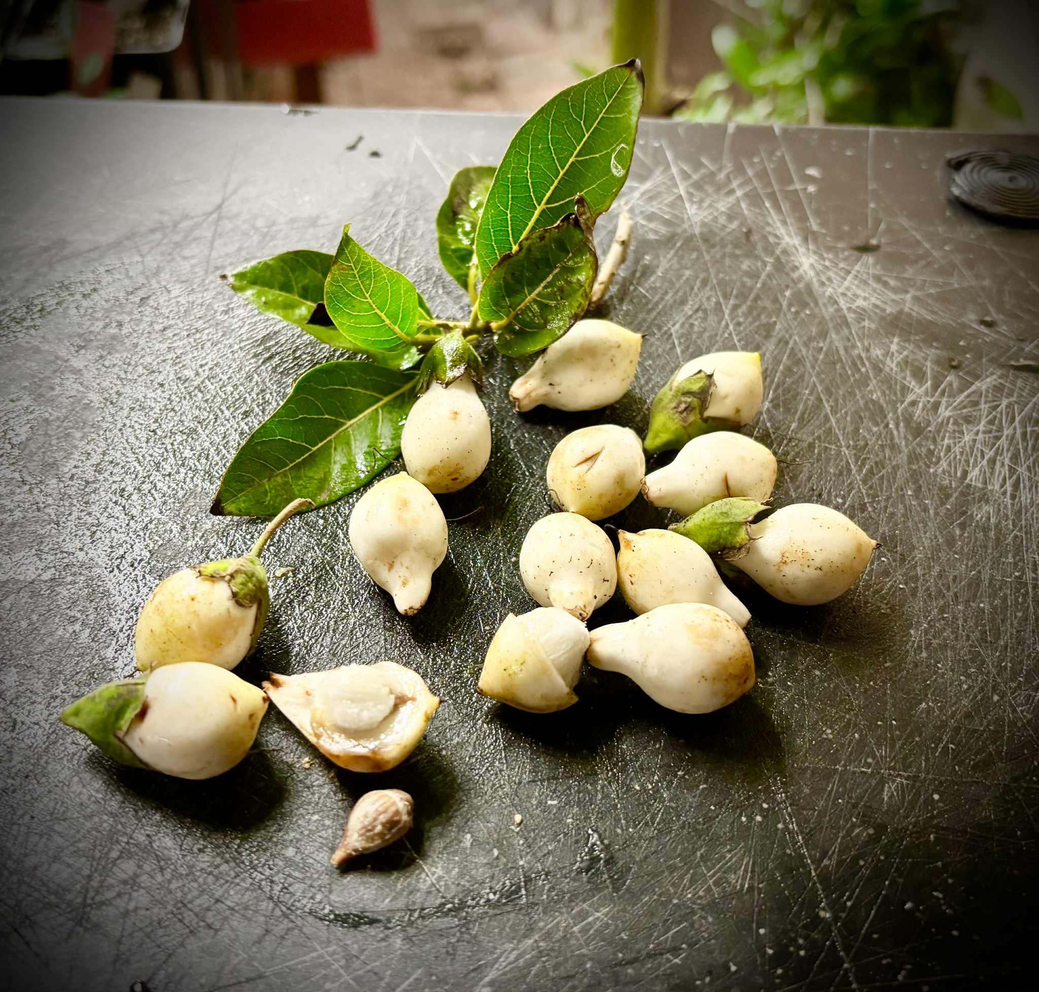 Cordia taguahyensis - Frutinha de Leite- 1 fresh seed / 1 frischer Samen
