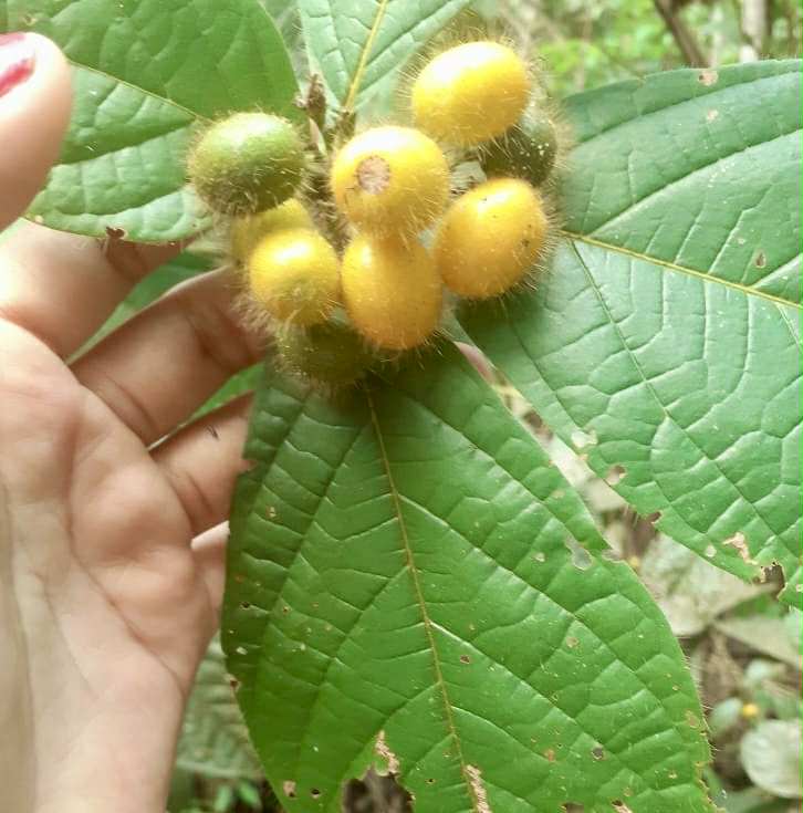 Cordia nodosa - 1 fresh seed / 1 frischer Samen
