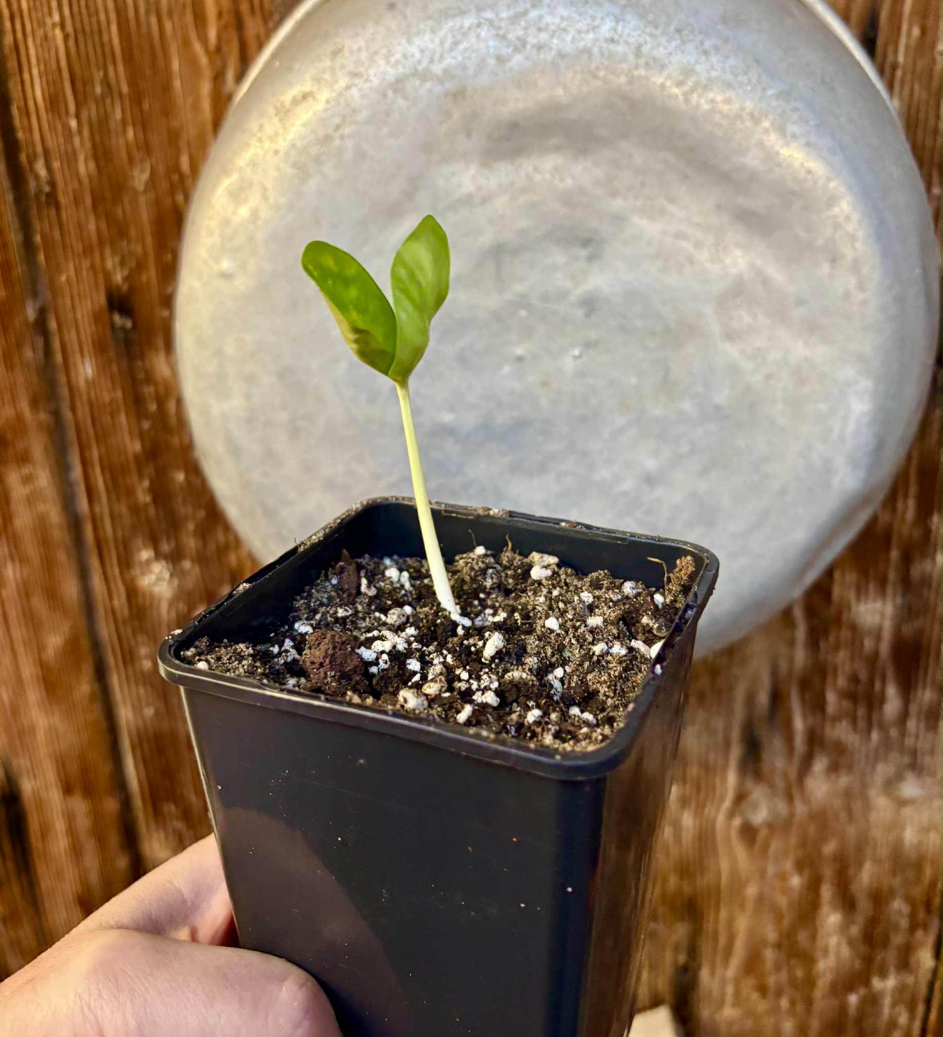 Fruta do Imperador - Martiusella imperialis - (formaly Chrysophyllum imperiale) - 1 potted seedling / 1 getopfter Sämling