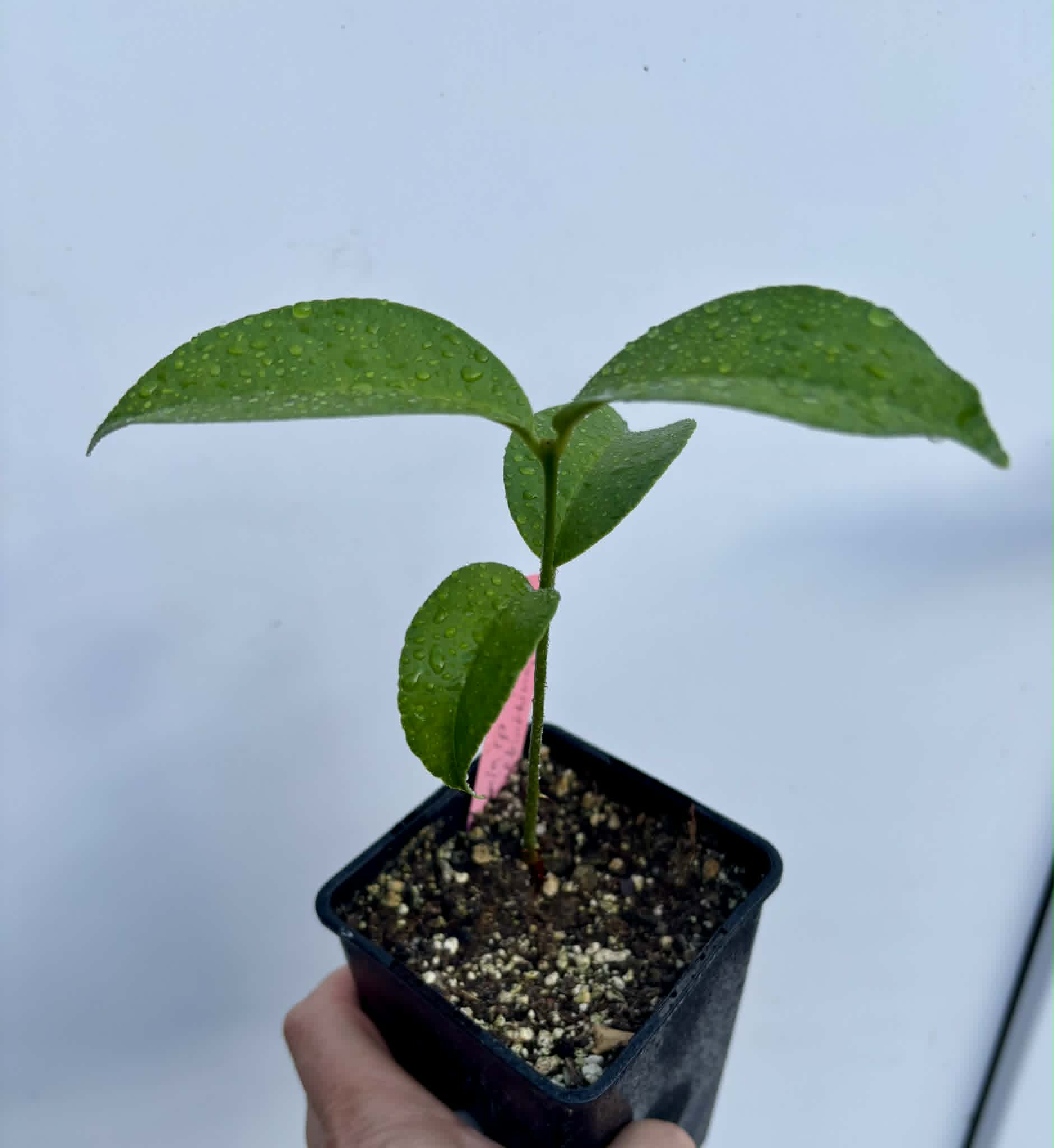 Eugenia sp Terebinthina - 1 potted seedling / 1 getopfter Sämling
