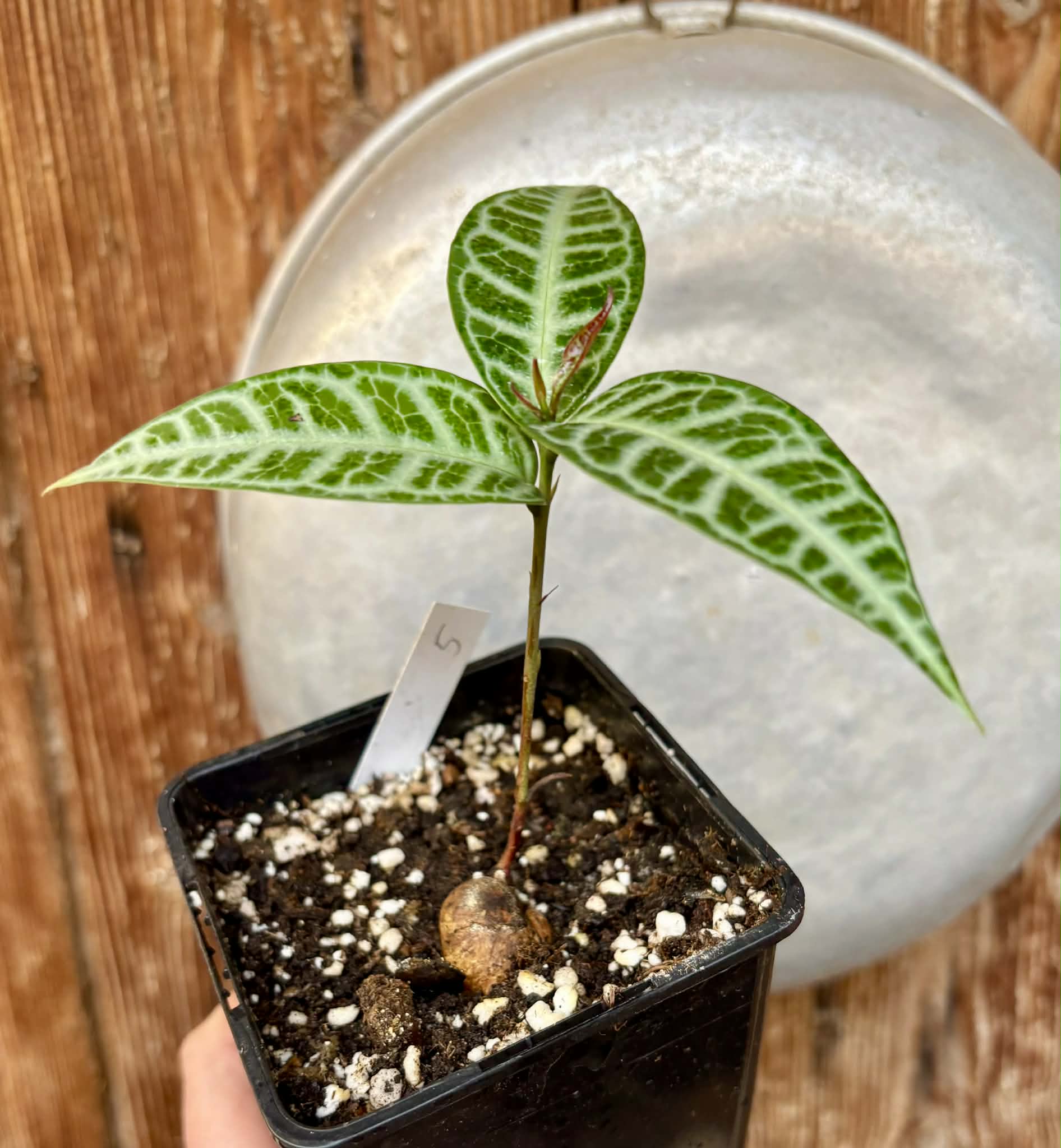 Eugenia sp Labisia Nr. 5 -  1 potted plant / 1 getopfte Pflanze