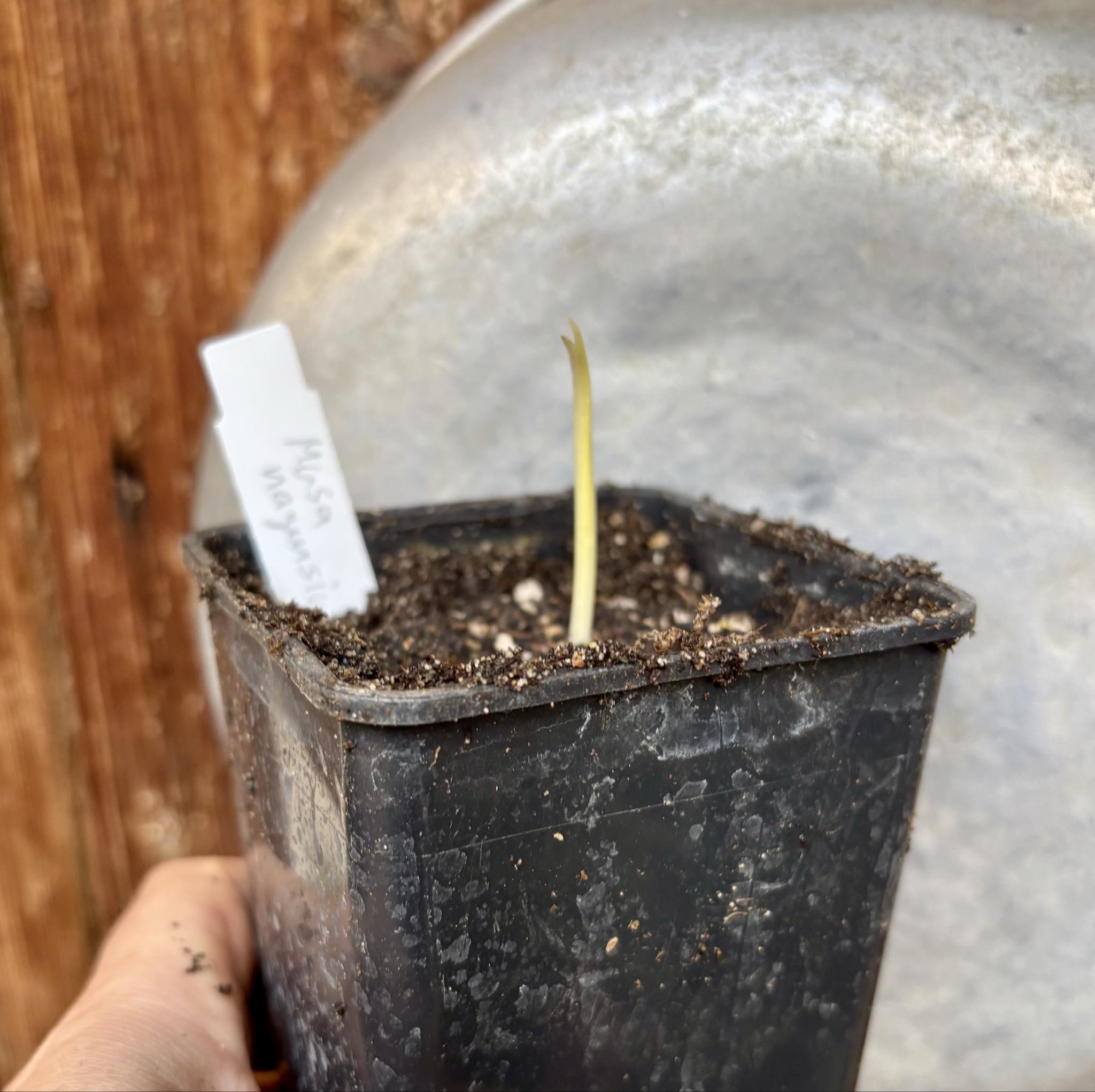 Musa nagensium - 1 small potted seedling / 1 kleiner, getopfter Sämling