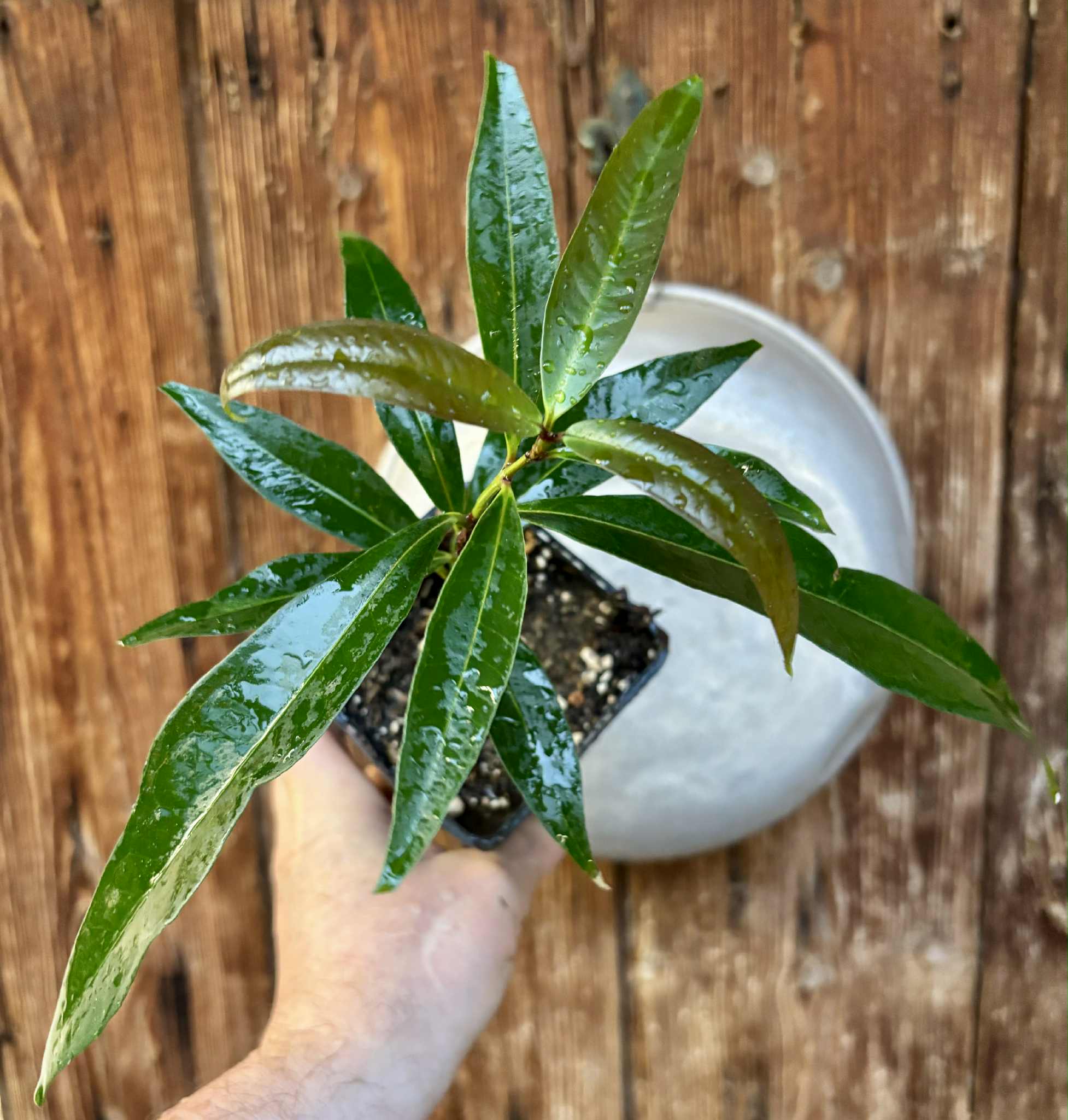 Eugenia sp Jambo da Mata -  1  potted seedling / 1 getopfter Sämling