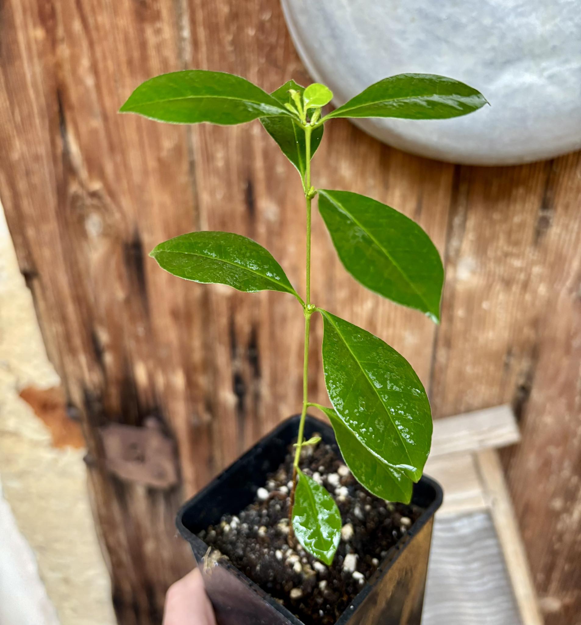 Psidium cattleyanum - Strawberry Guava  - 1 potted plant / 1 getopfte Pflanze