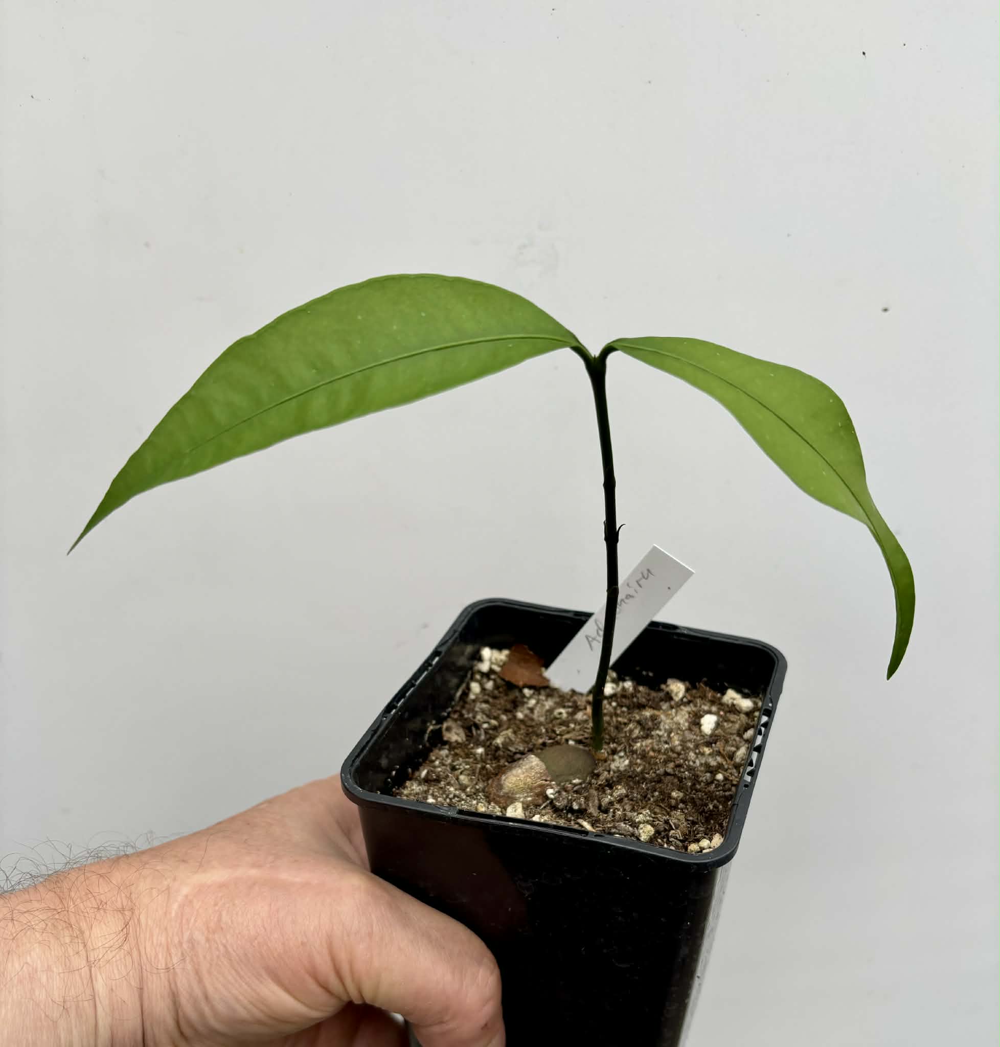 Achachairu (Garcinia humilis) - 1 potted seedling / 1 getopfter Sämling