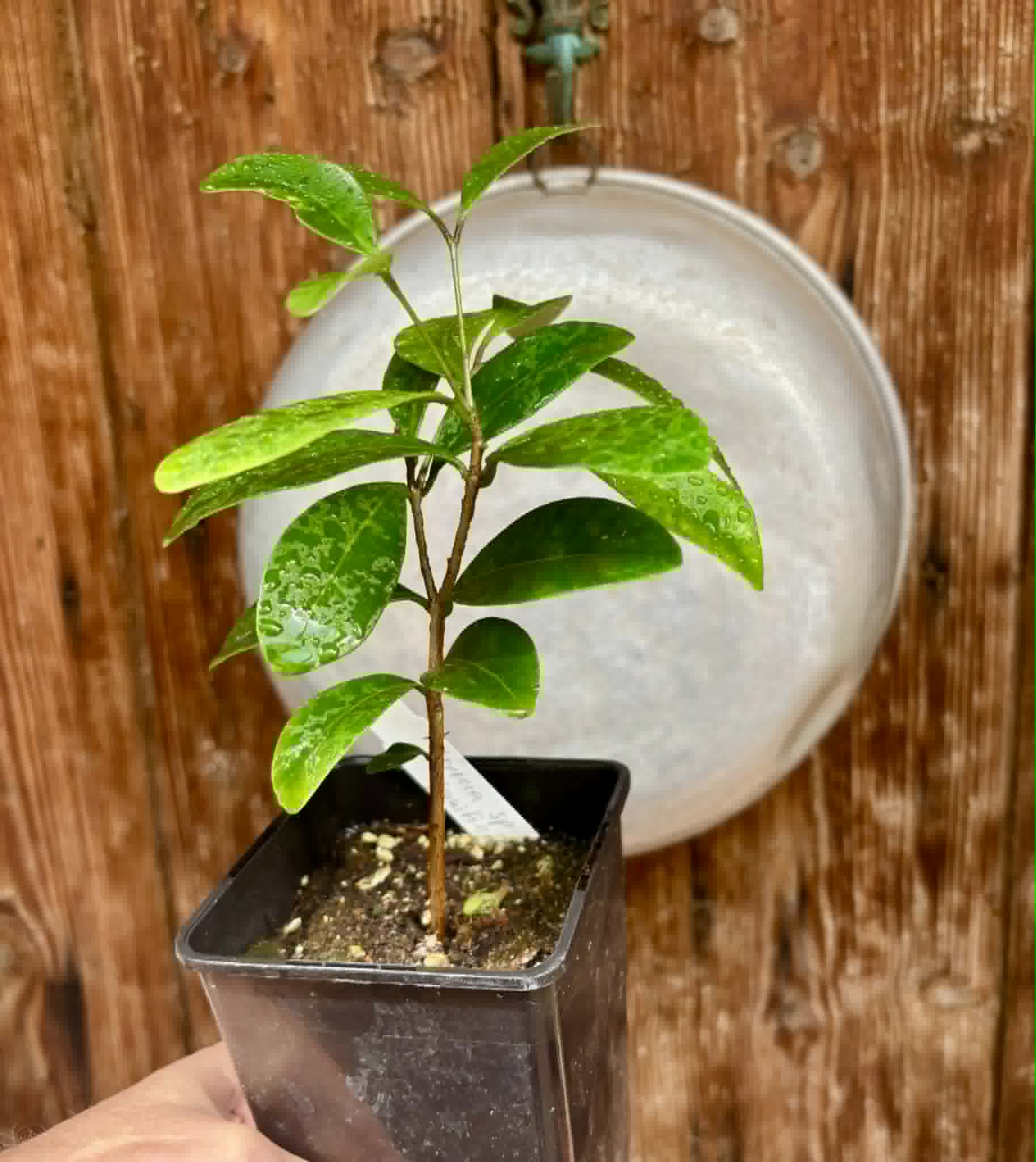 Myrcia sp Jequitinhonha - 1 potted seedling / 1 getopfter Sämling