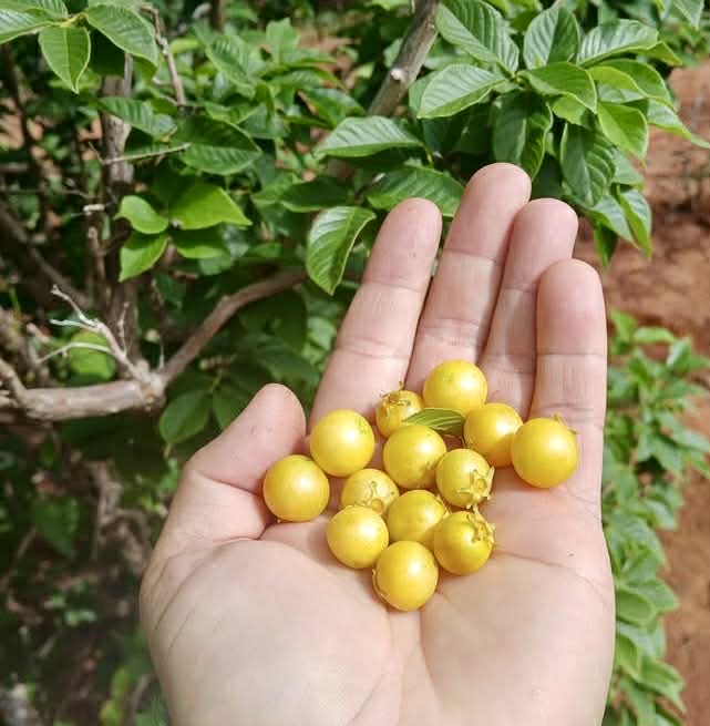 pre Order - Campomanesia aromatica var. Yellow - 1 fresh seed / 1 frischer Samen