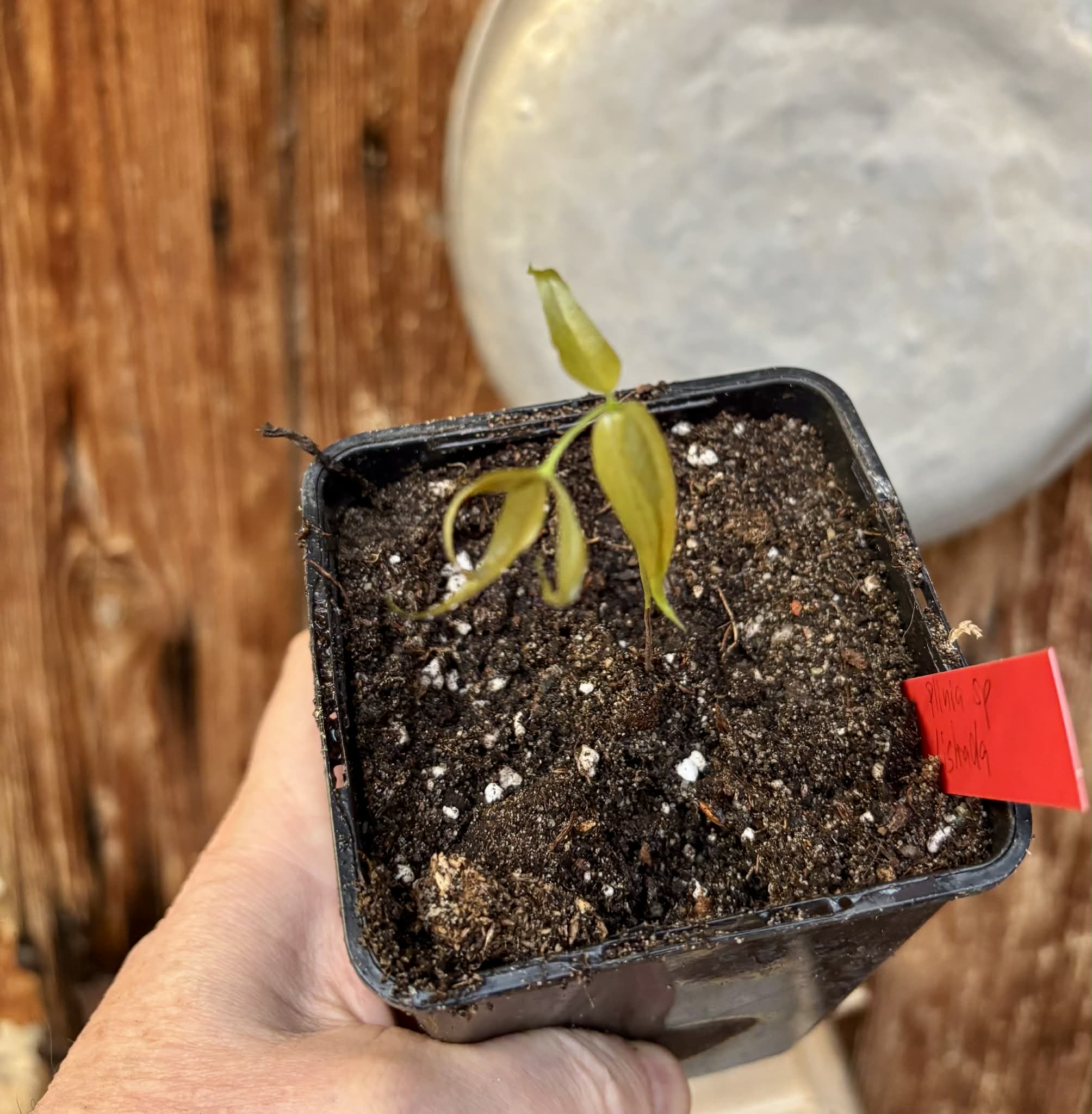 Plinia sp. Listrada - 1 potted seedling / 1 getopfter Sämling