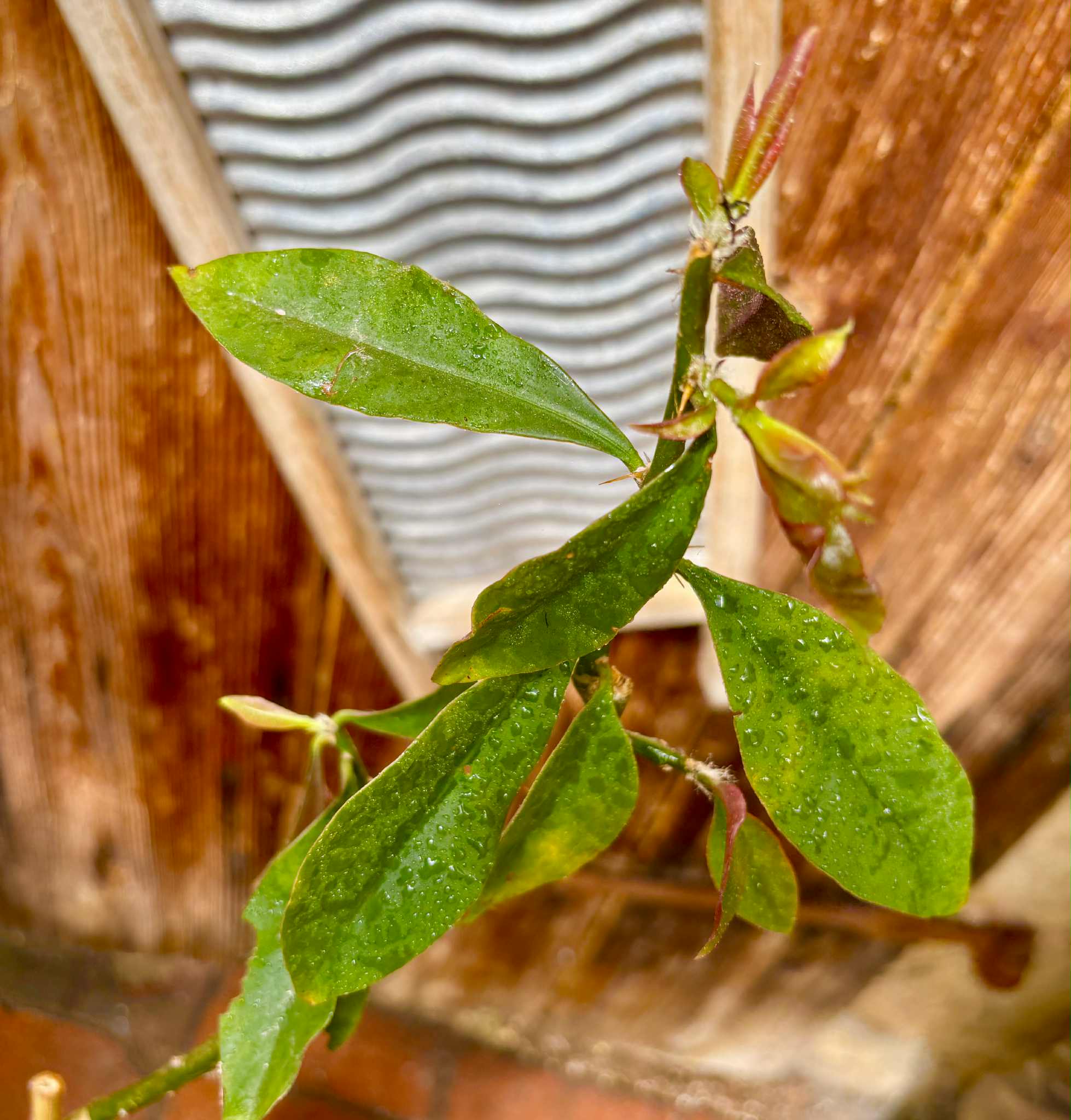 0.9m plant - Barbados Gooseberry - Pereskia aculeata - 1 potted plant / 1 getopfte Pflanze 0.9m plant - Barbados Gooseberry - Pereskia aculeata - 1 potted plant / 1 getopfte Pflanze