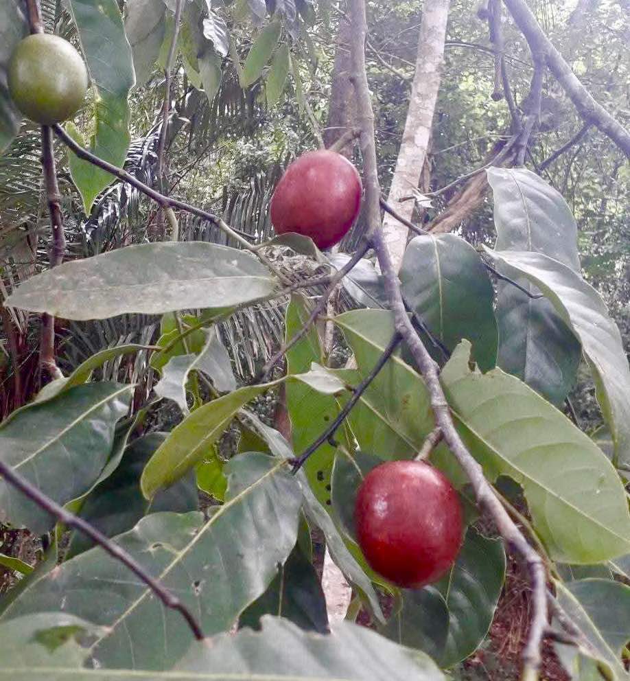 Envira caju (Onychopetalum periquino) -  1 fresh seed / 1 frischer Samen