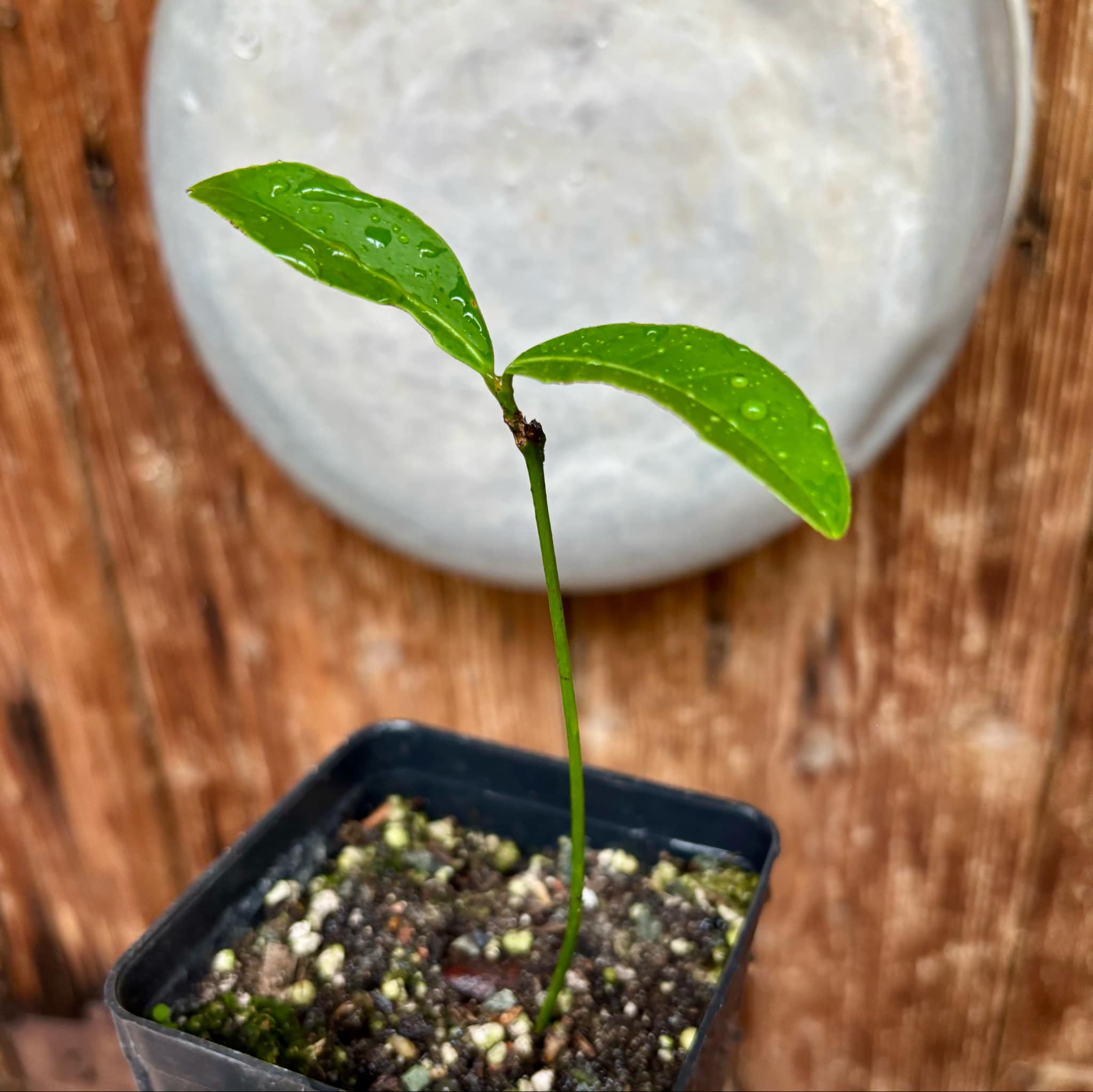 Peritassa hatschbachii  - 1 potted plant / 1 getopfte Pflanze