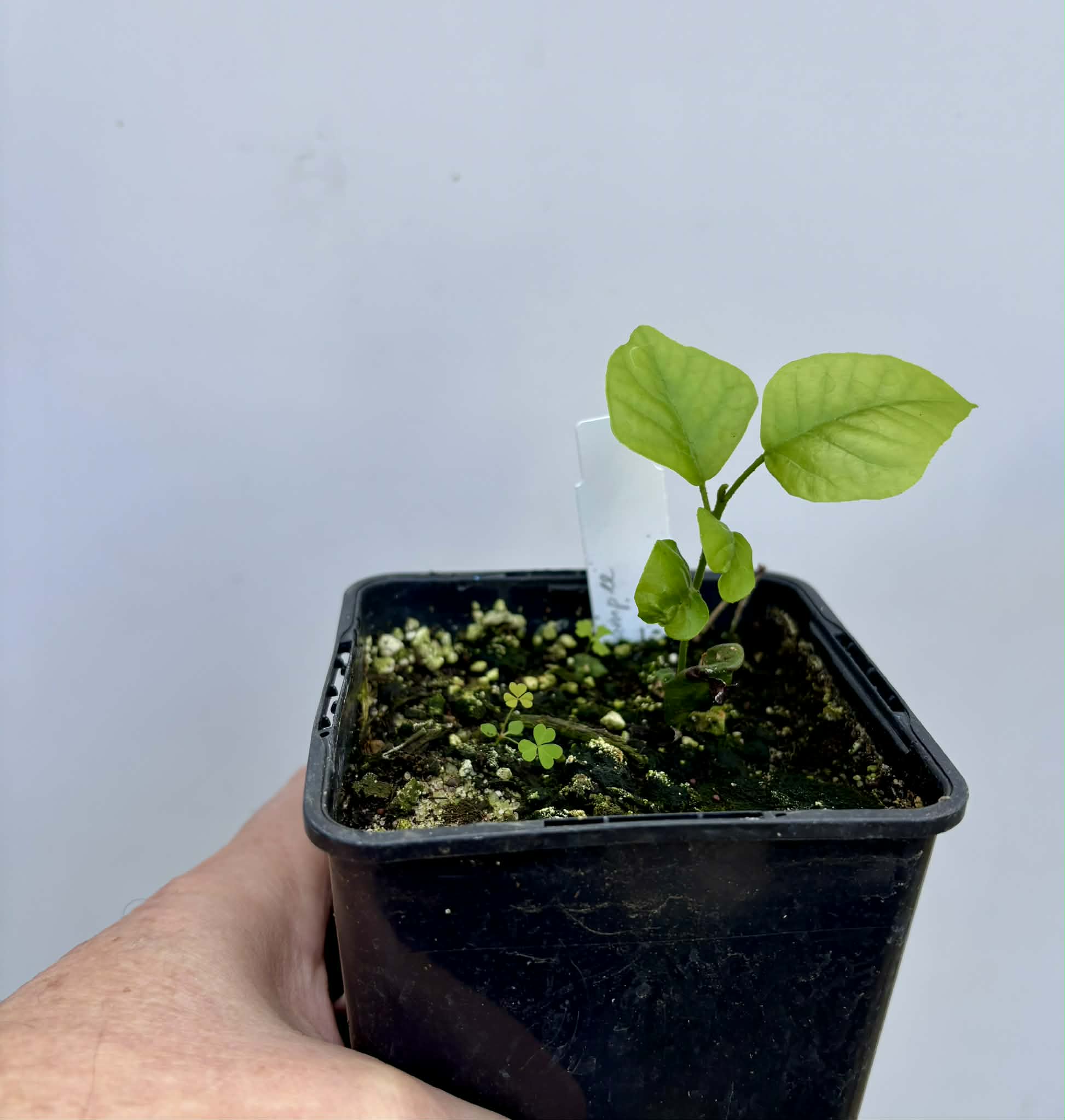 Wampee (Clausena lansium) - 1 potted seedling / 1 getopfter Sämling