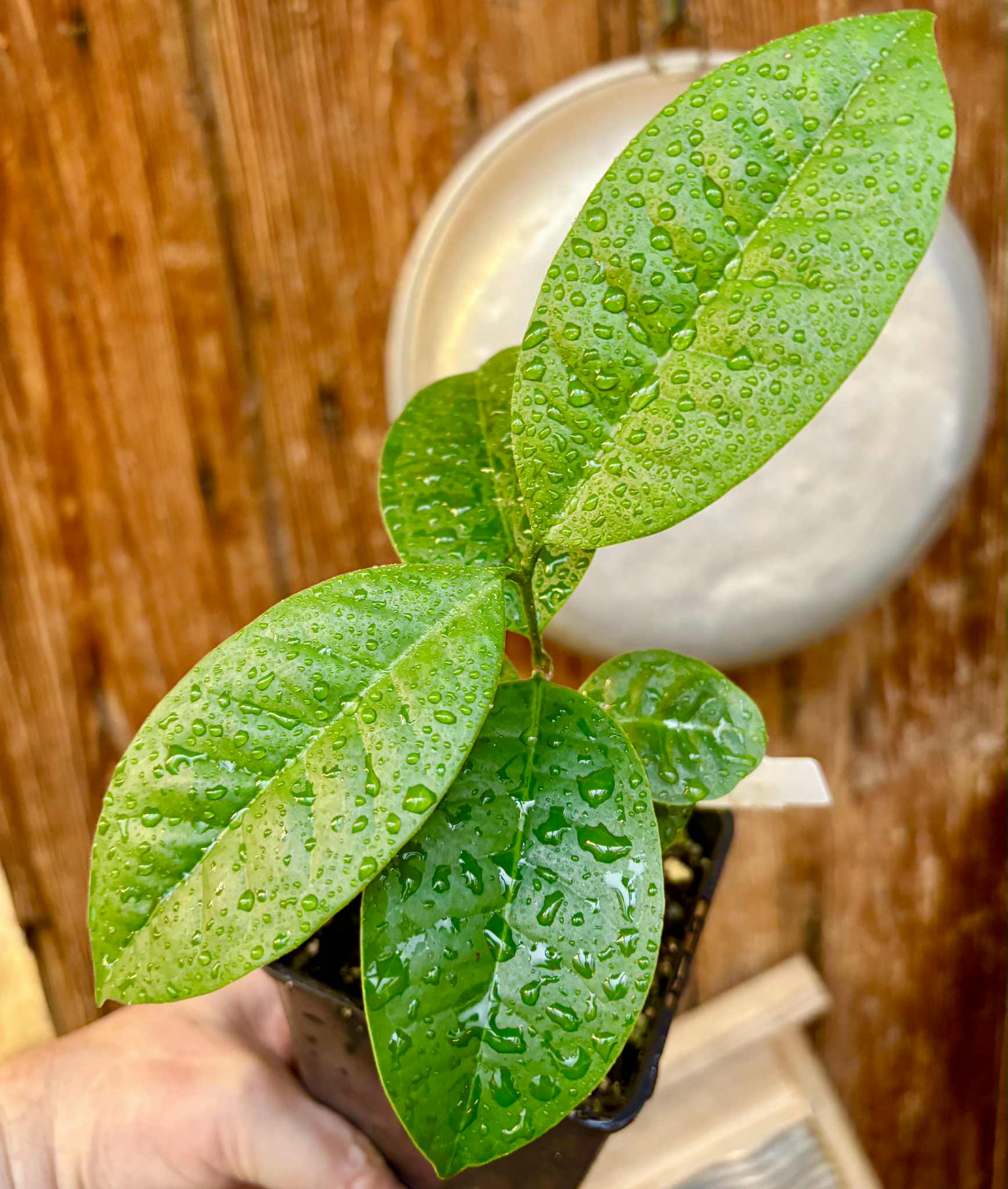 Eugenia bahiensis  - 1 potted plant / 1 getopfte Pflanze