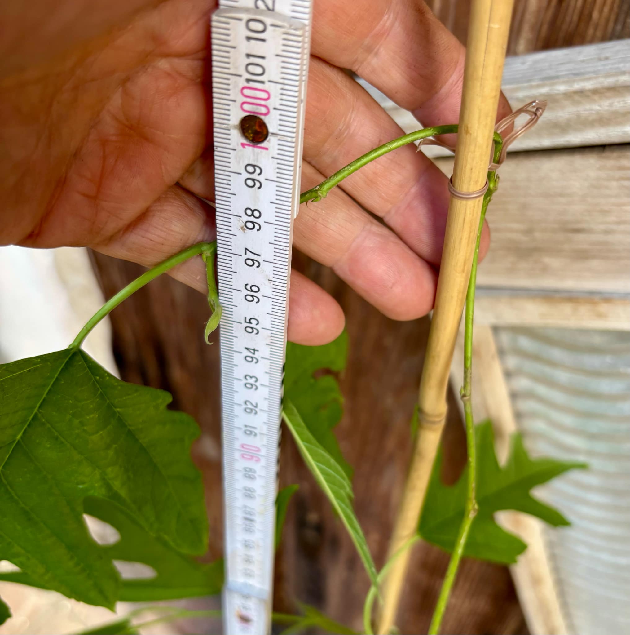 Mulberry Chicken Claw (Morus trilobata) - 1 grafted, potted plant / 1 veredelte, getopfte Pflanze