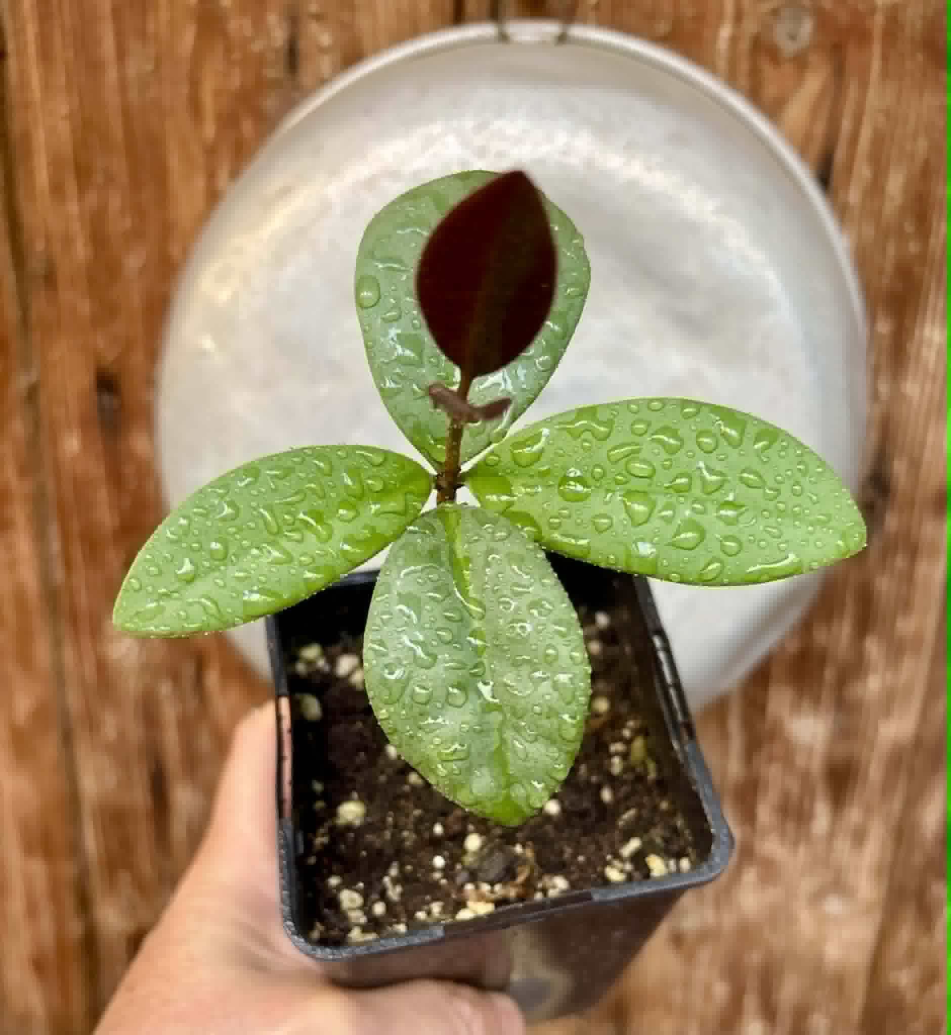 Eugenia sp Unana -  1 potted seedling / 1 getopfter Sämling