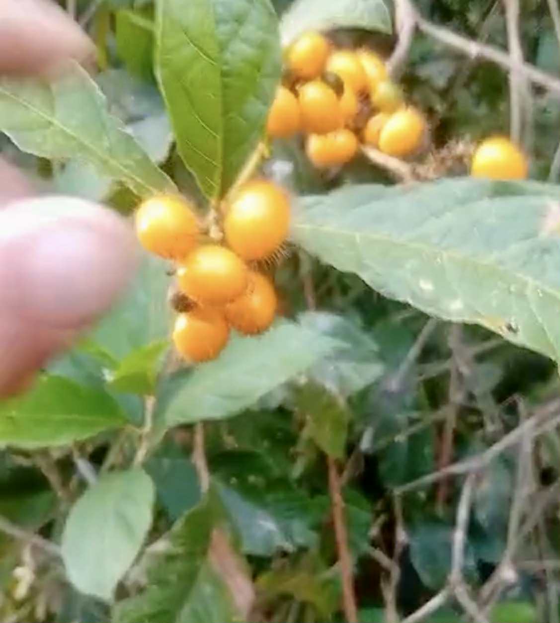 Cordia nodosa - 1 fresh seed / 1 frischer Samen