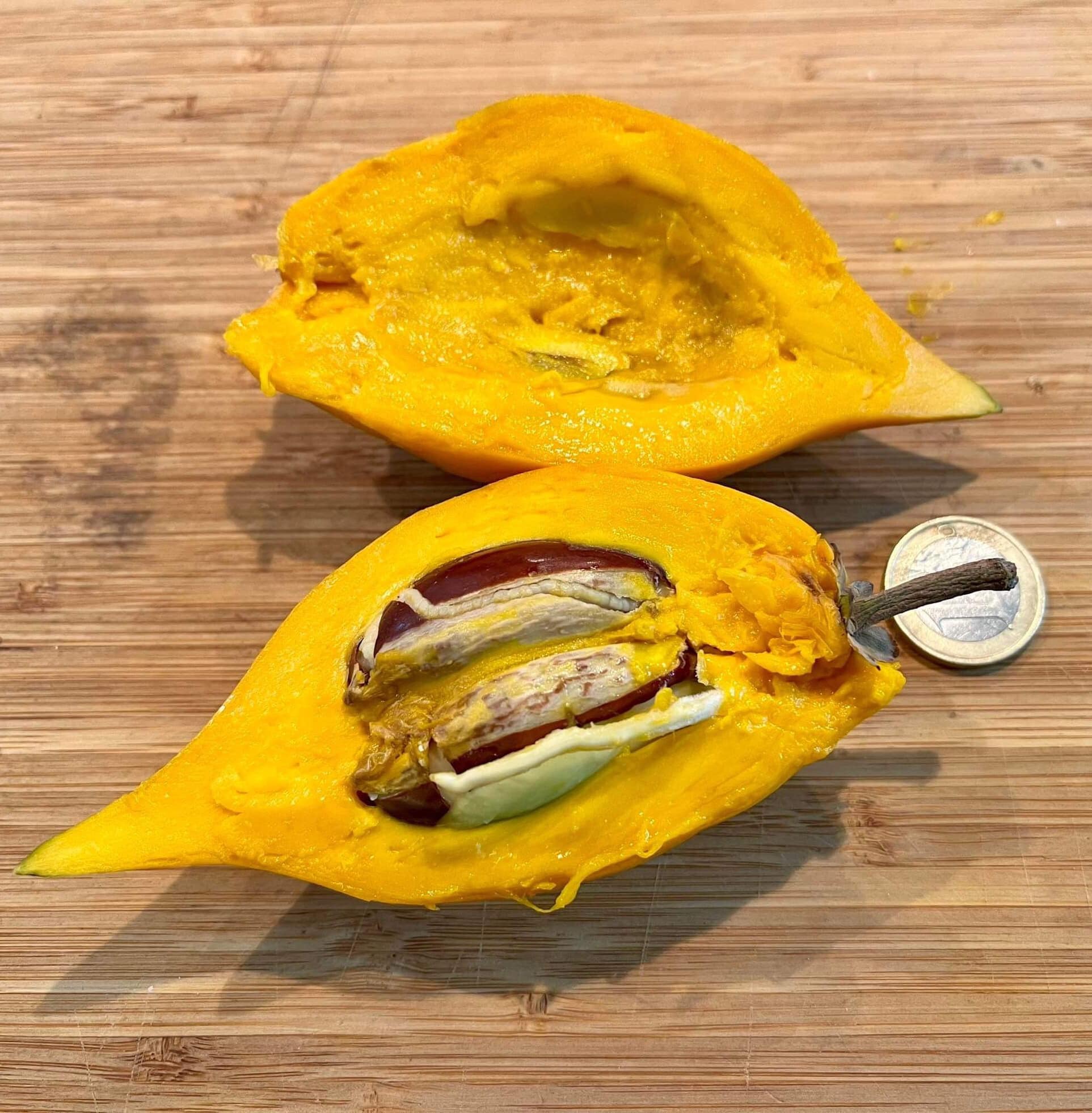 Canistel var. Fairchild 2  (Lucuma campechiana) - 1 fresh seed / 1 frischer Samen