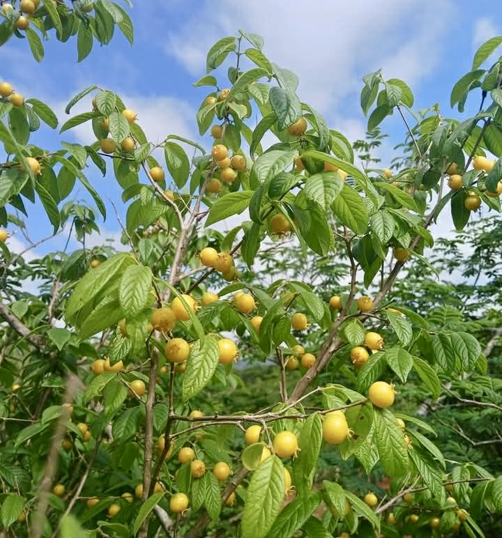 pre Order - Campomanesia aromatica var. Yellow - 1 fresh seed / 1 frischer Samen