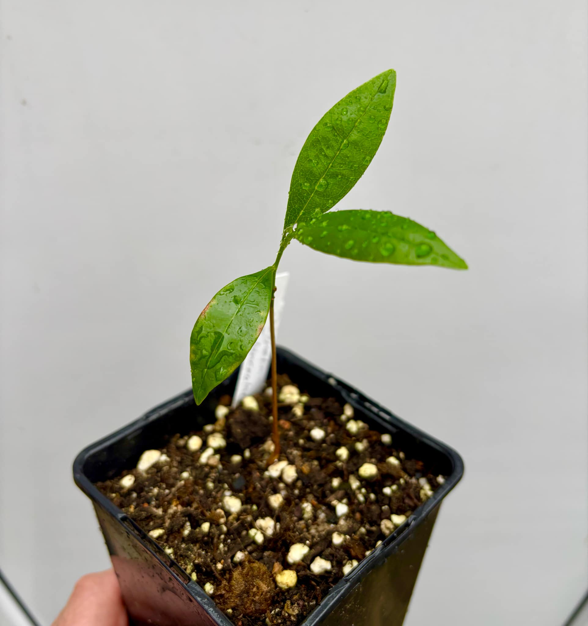 Duguetia lanceolata - Pindaiba - 1 small potted seedling / 1 kleiner, getopfter Sämling Duguetia lanceolata - Pindaiba - 1 small potted seedling / 1 kleiner, getopfter Sämling