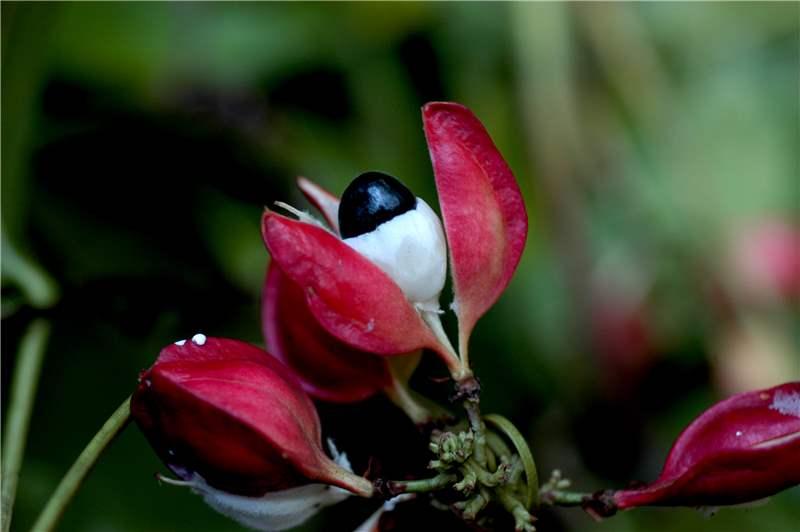 Guarana Samambaia (Paullinia rhomboidea) - 1 potted plant / 1 getopfte Pflanze 