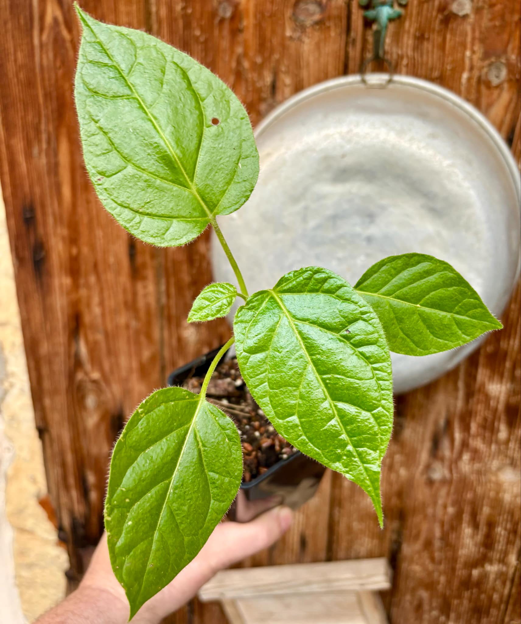 Solanum sibundoyense - 1 potted seedling / 1 getopfter Sämling