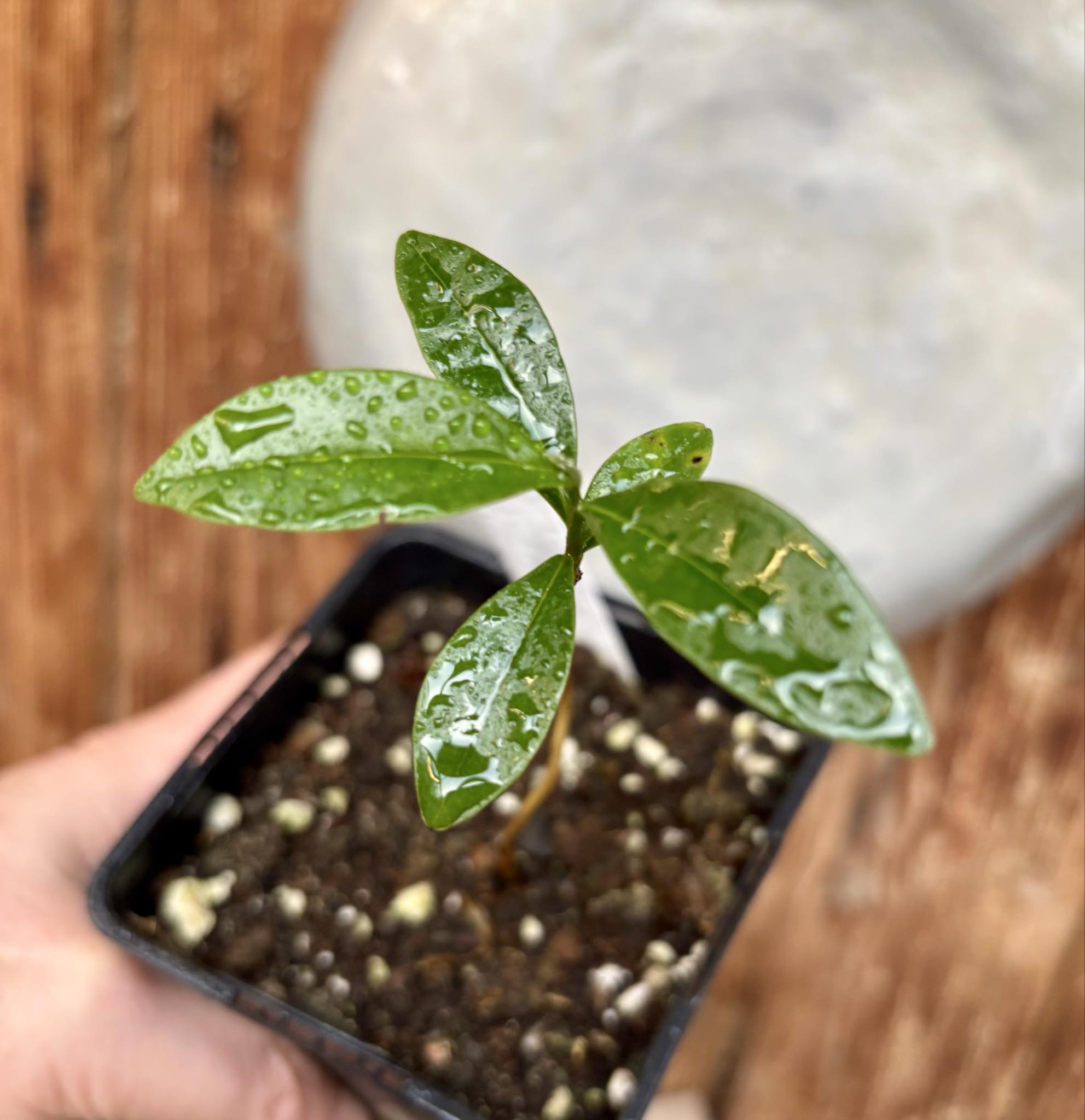 Duguetia lanceolata - Pindaiba - 1 small potted seedling / 1 kleiner, getopfter Sämling