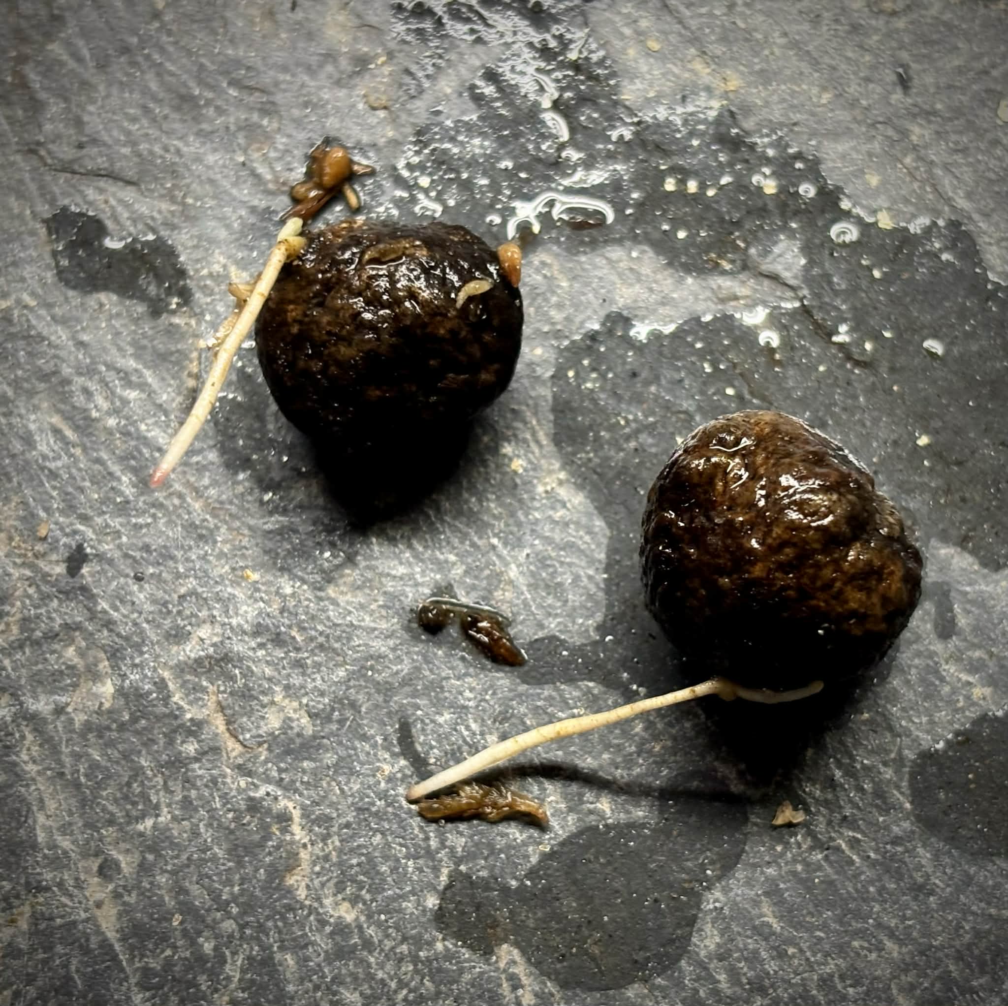 Cathedra sp Rondonia -  1 germinated seed / 1 gekeimter Samen