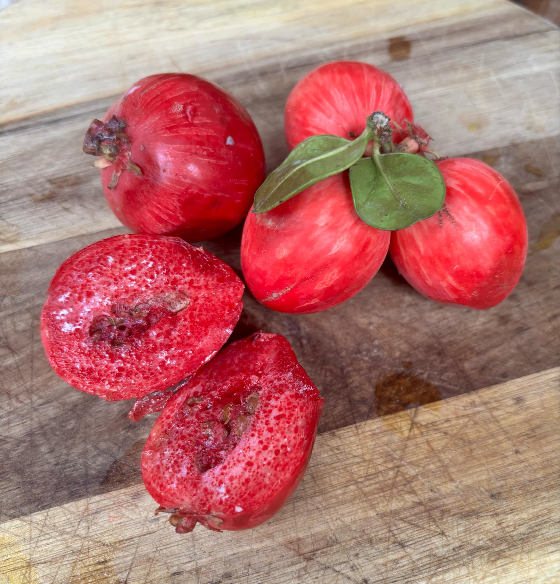 Carissa macrocarpa - Natal Plum - 3 fresh seeds / 3 frische Samen