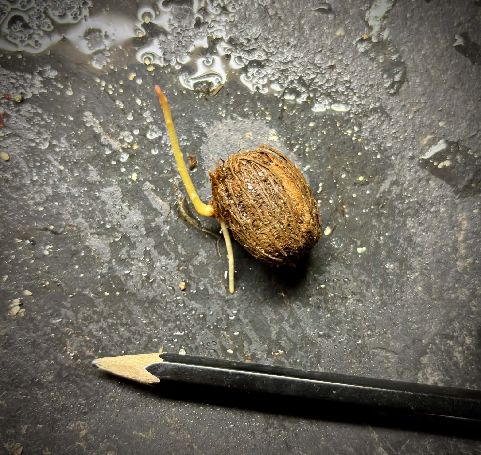 Eugenia sp Itayuba - 1 germinated seed / 1 gekeimter Samen