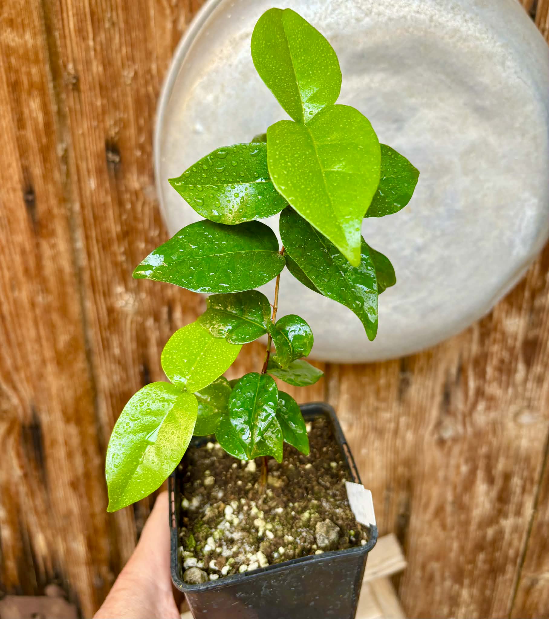Eugenia uniflora var. Gigante Pitangao  - 1 potted seedling / 1 getopfter Sämling