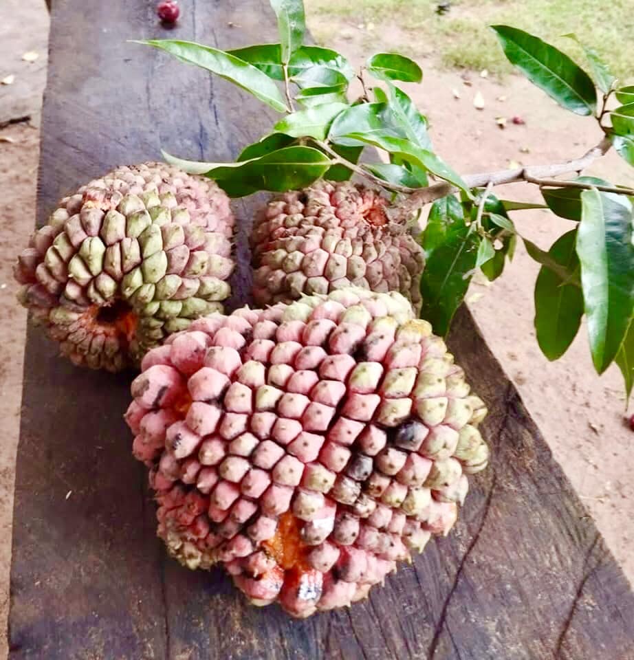 Duguetia marcgraviana  - 1 fresh seed / 1 frischer Samen