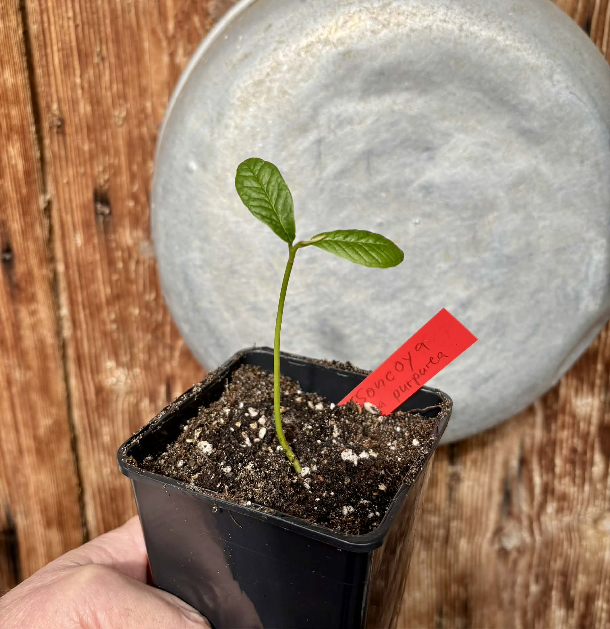 Annona purpurea - Soncoya - 1 potted plant / 1 getopfte Pflanze