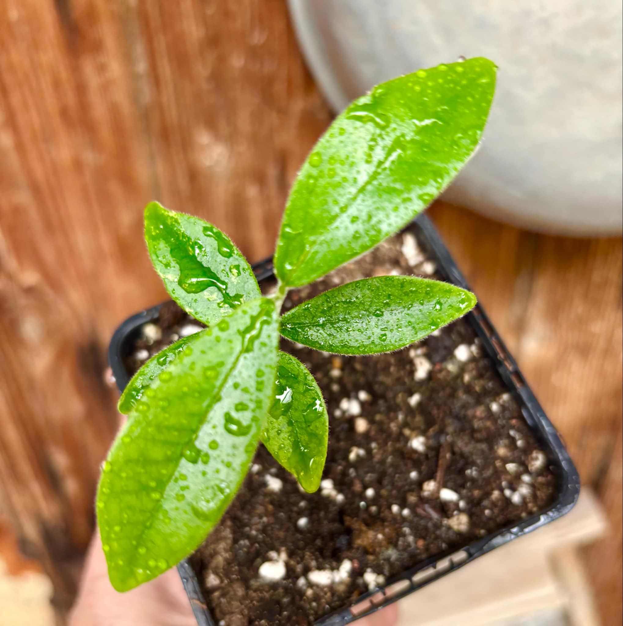 Eugenia caipora BIG - 1 potted plant / 1 getopfte Pflanze Eugenia caipora BIG - 1 potted plant / 1 getopfte Pflanze