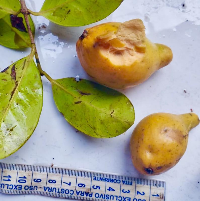 Eugenia sp Abacate -  1 germinated seed / 1 gekeimter Samen