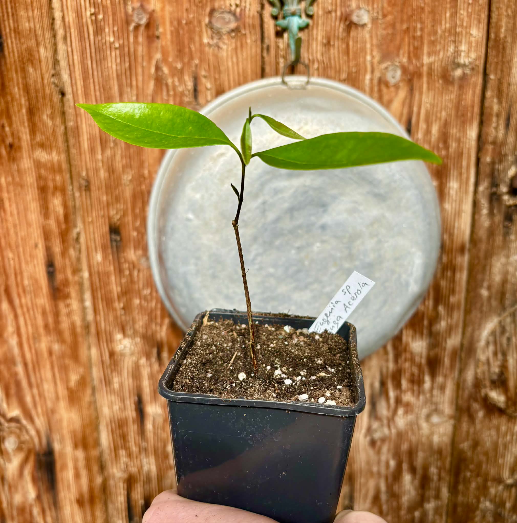 Eugenia sp Pitanga-Acerola - 1 potted plant / 1 getopfte Pflanze