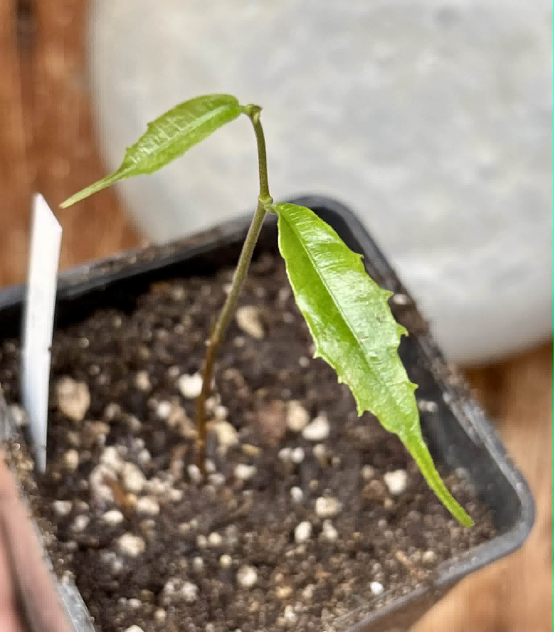 Brosimum alicastrum - Maya nut / Maya Nuss - 1 potted plant / 1 getopfte Pflanze
