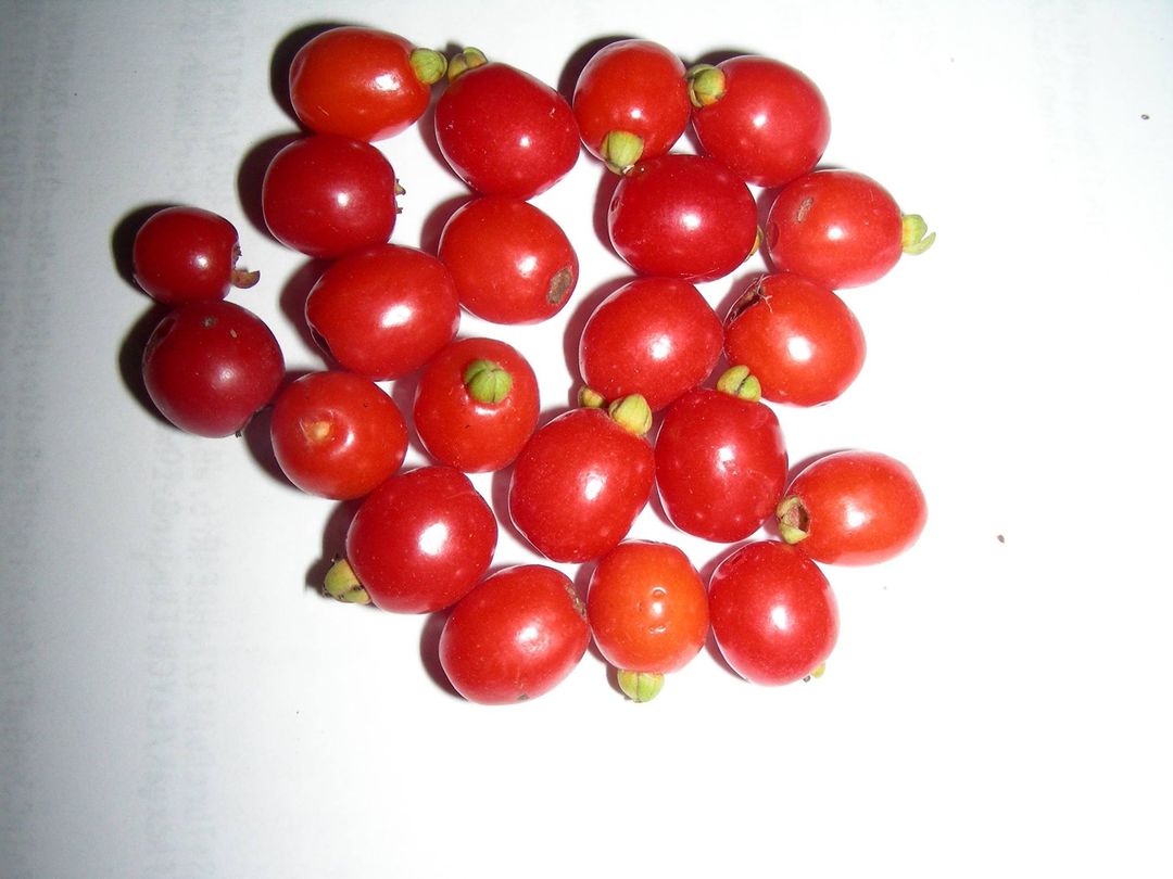Eugenia punicifolia - 1 germinated seed / 1 gekeimter Samen