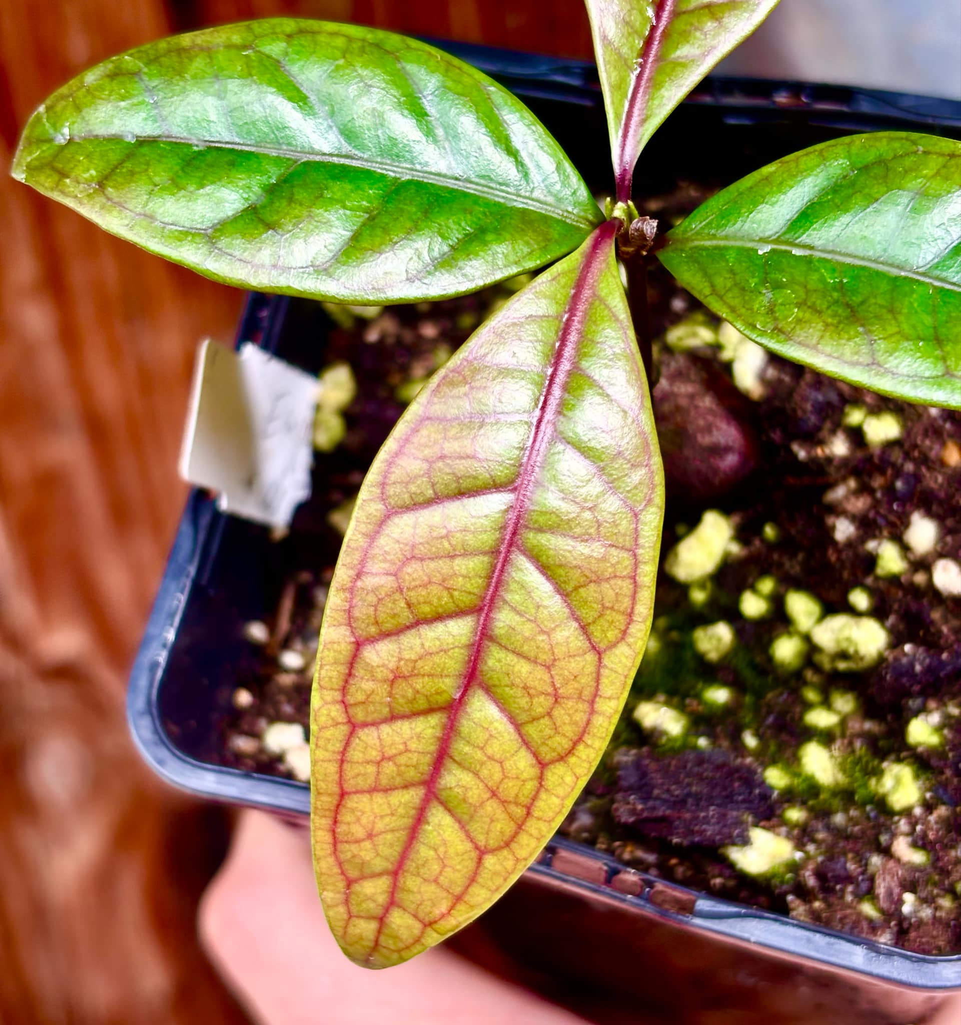 Eugenia sp de Talo -  1 small potted seedling / 1 kleiner, getopfter Sämling
