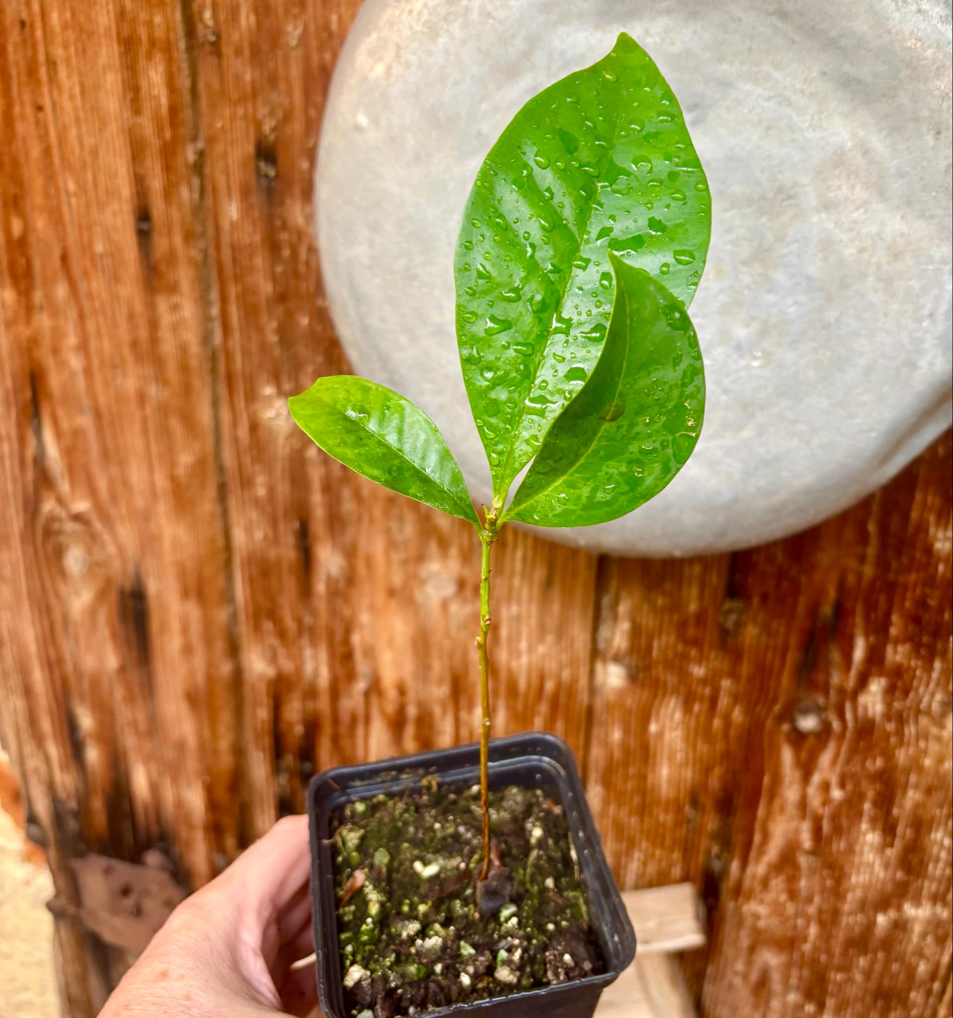 Syzygium sp Khao Luang - 1 potted plant / 1 getopfte Pflanze Syzygium sp Khao Luang - 1 potted plant / 1 getopfte Pflanze