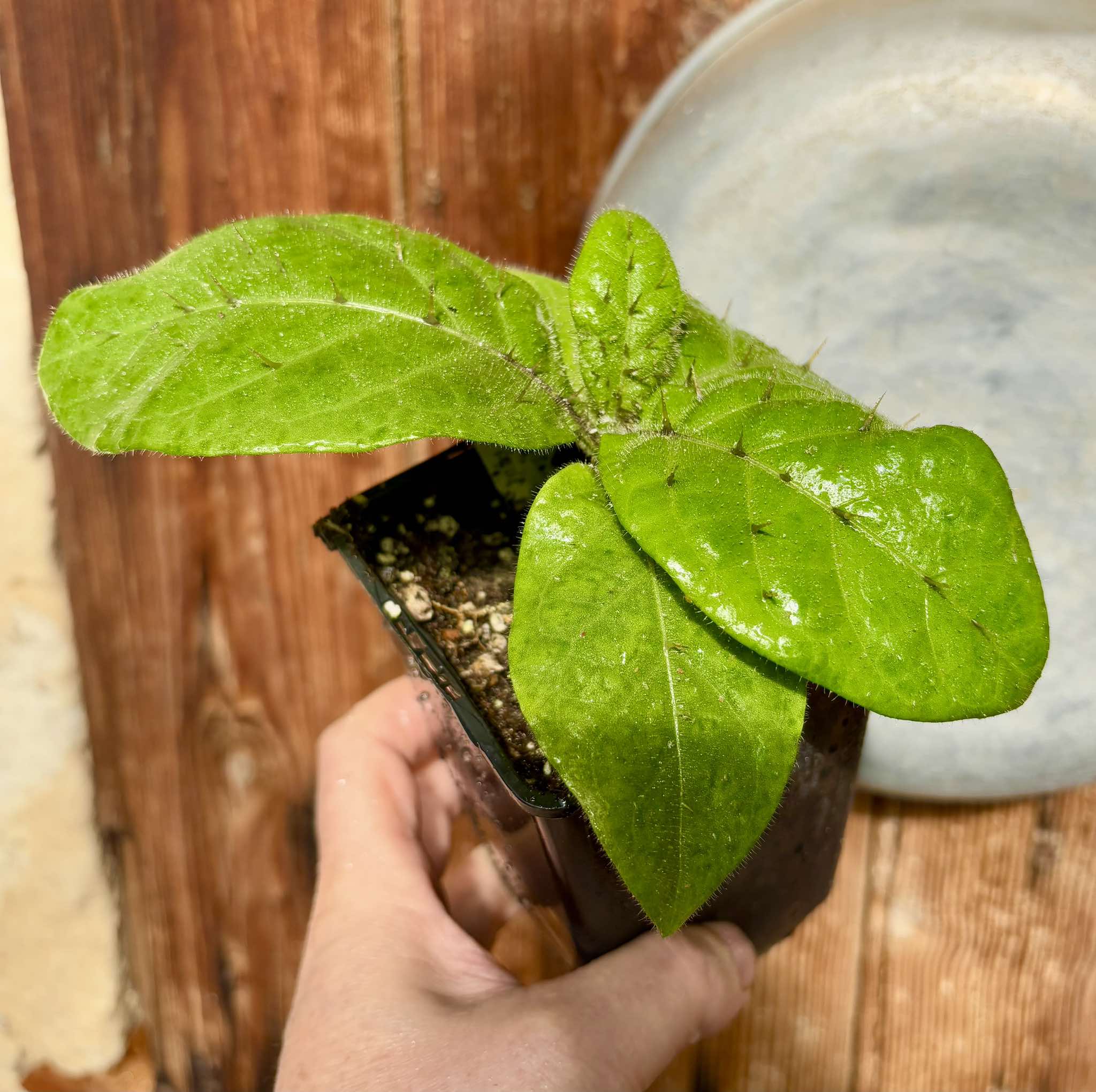 Solanum sp Verde Bahia - 1 small potted plant / 1 kleine, getopfte Pflanze