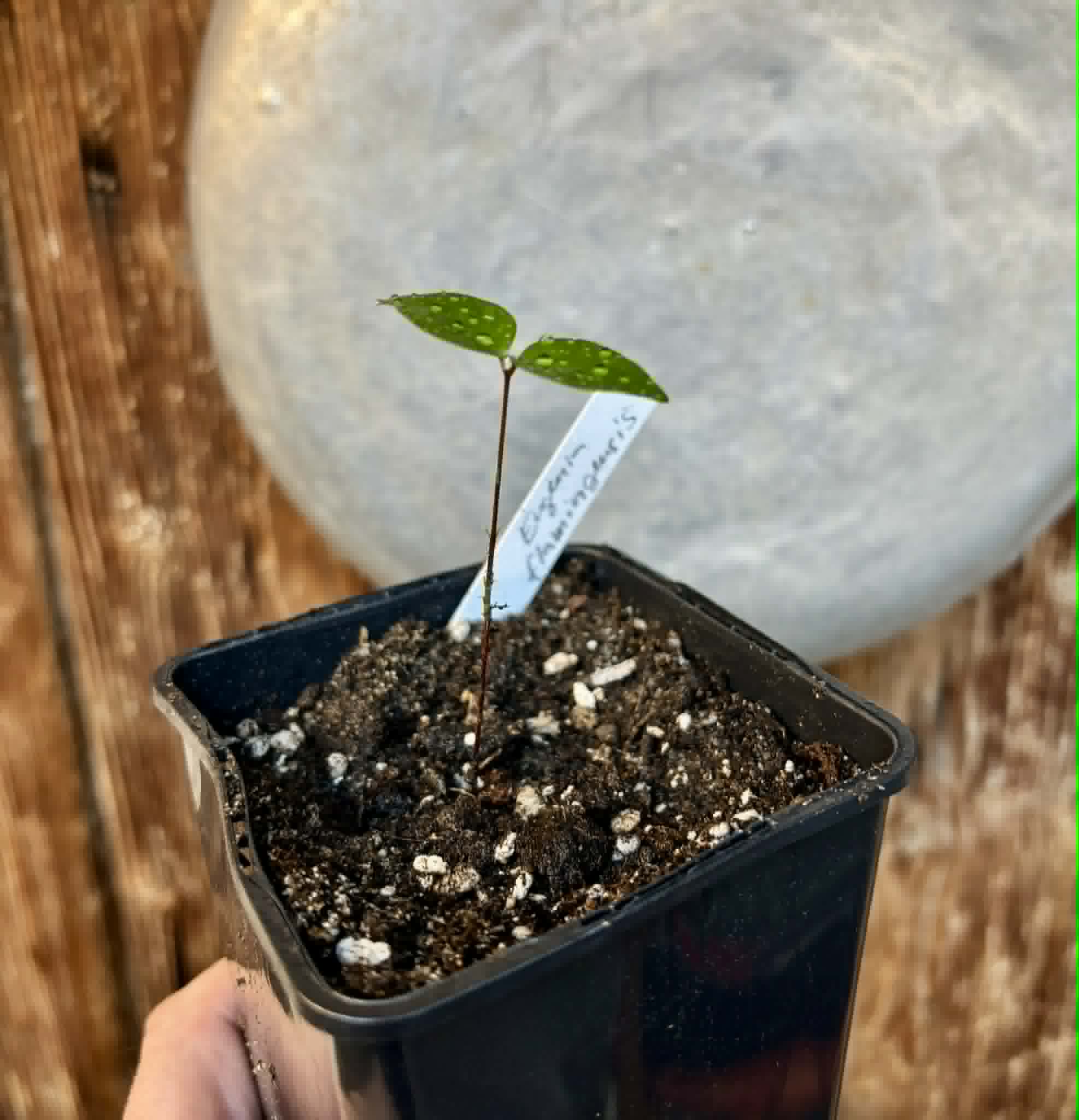 Eugenia flamingensis - 1 potted seedling / 1 getopfter Sämling