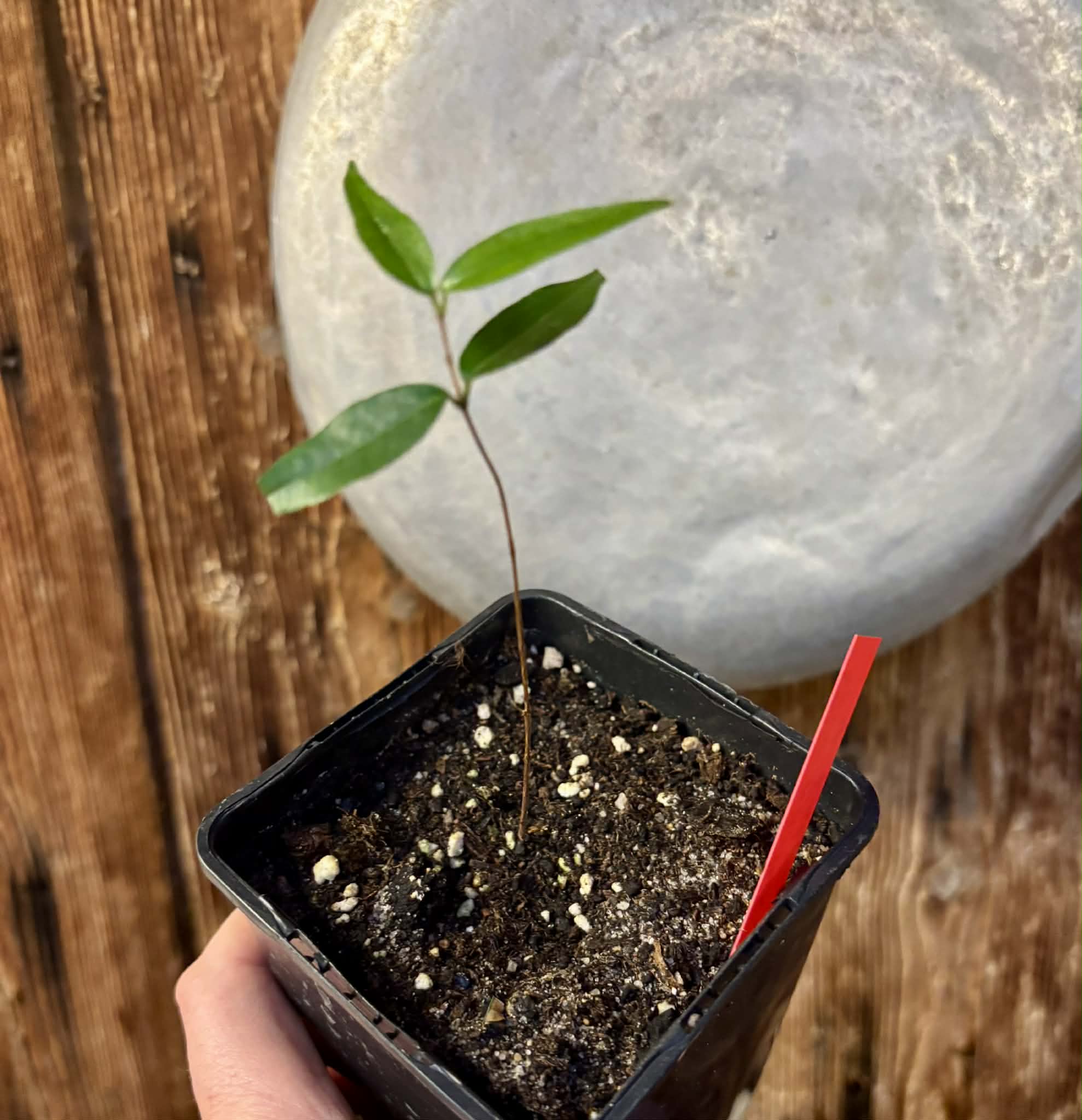 Neomitranthes sp Rubi - 1 potted seedling / 1 getopfter Sämling
