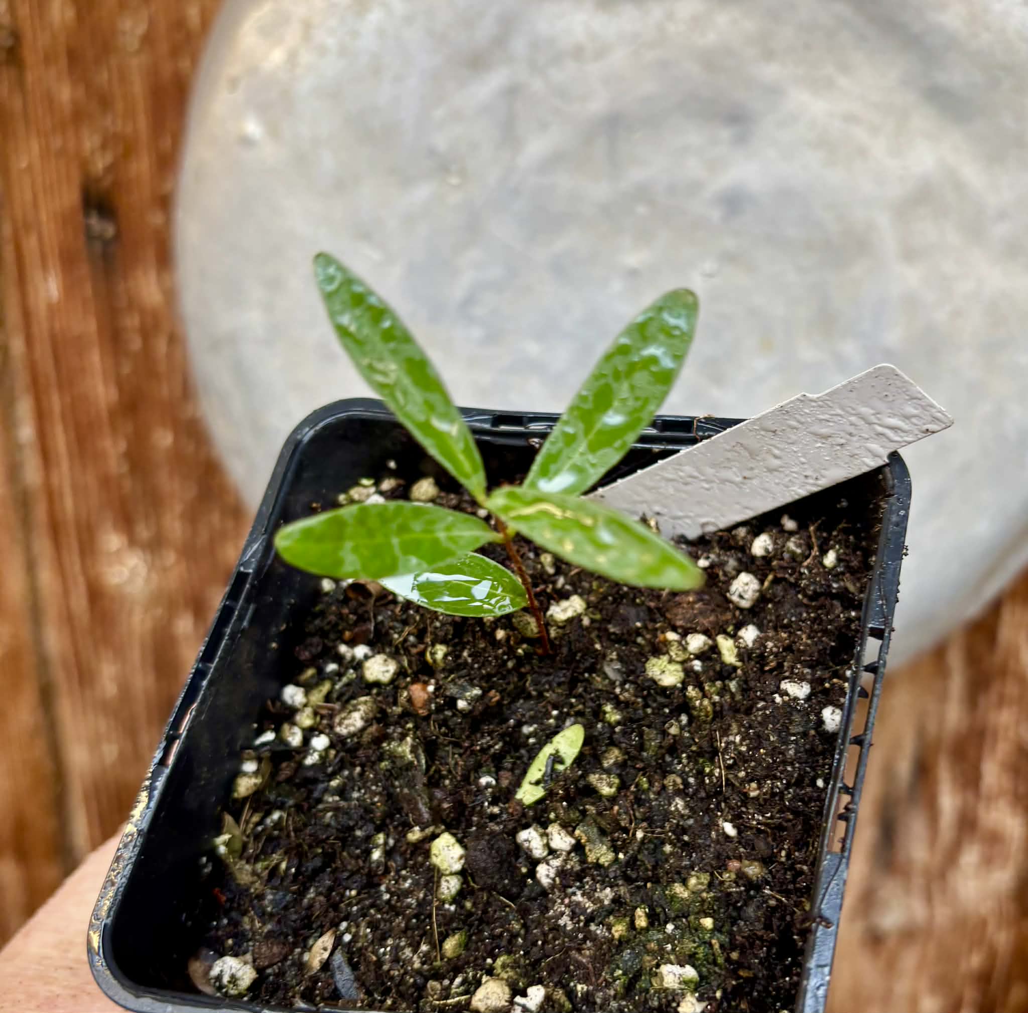 CEREJINHA DE JAGUARIÚNA - Eugenia punicifolia var. Oncas Doce - 1 potted plant / 1 getopfte Pflanze