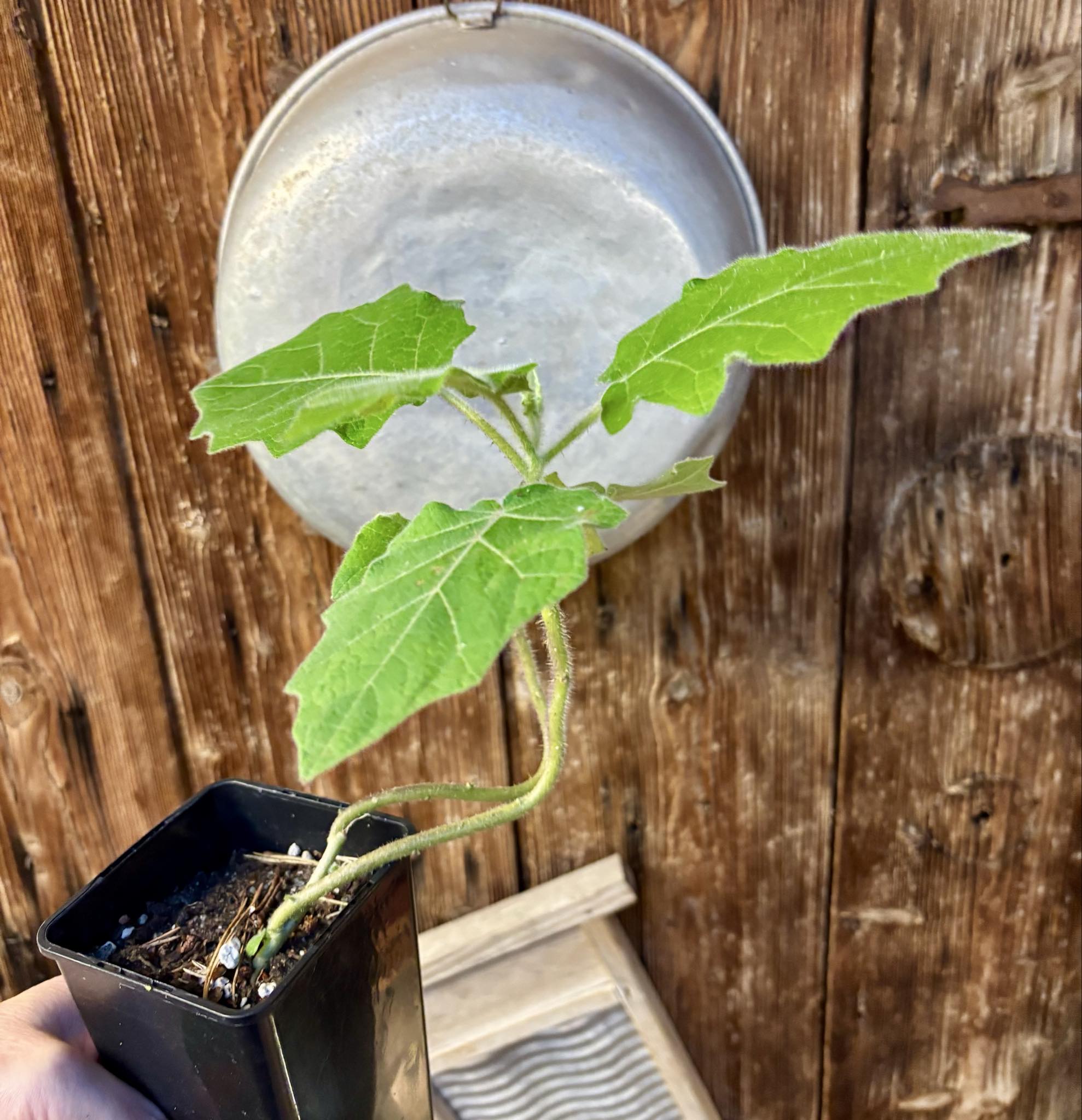 Solanum vestissimum - 1 potted plant / 1 getopfte Pflanze Solanum vestissimum - 1 potted plant / 1 getopfte Pflanze