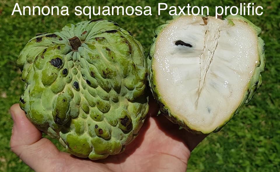 Annona squamosa var. Paxton prolific - 1 germinated seed / 1 gekeimter Samen