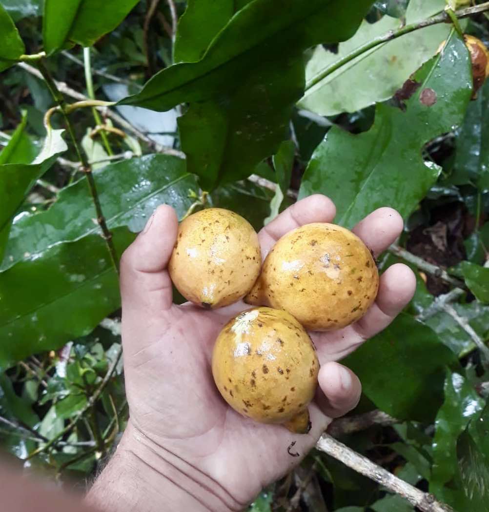 Garcinia sp Tupari - 1 fresh seed / 1 frischer Samen
